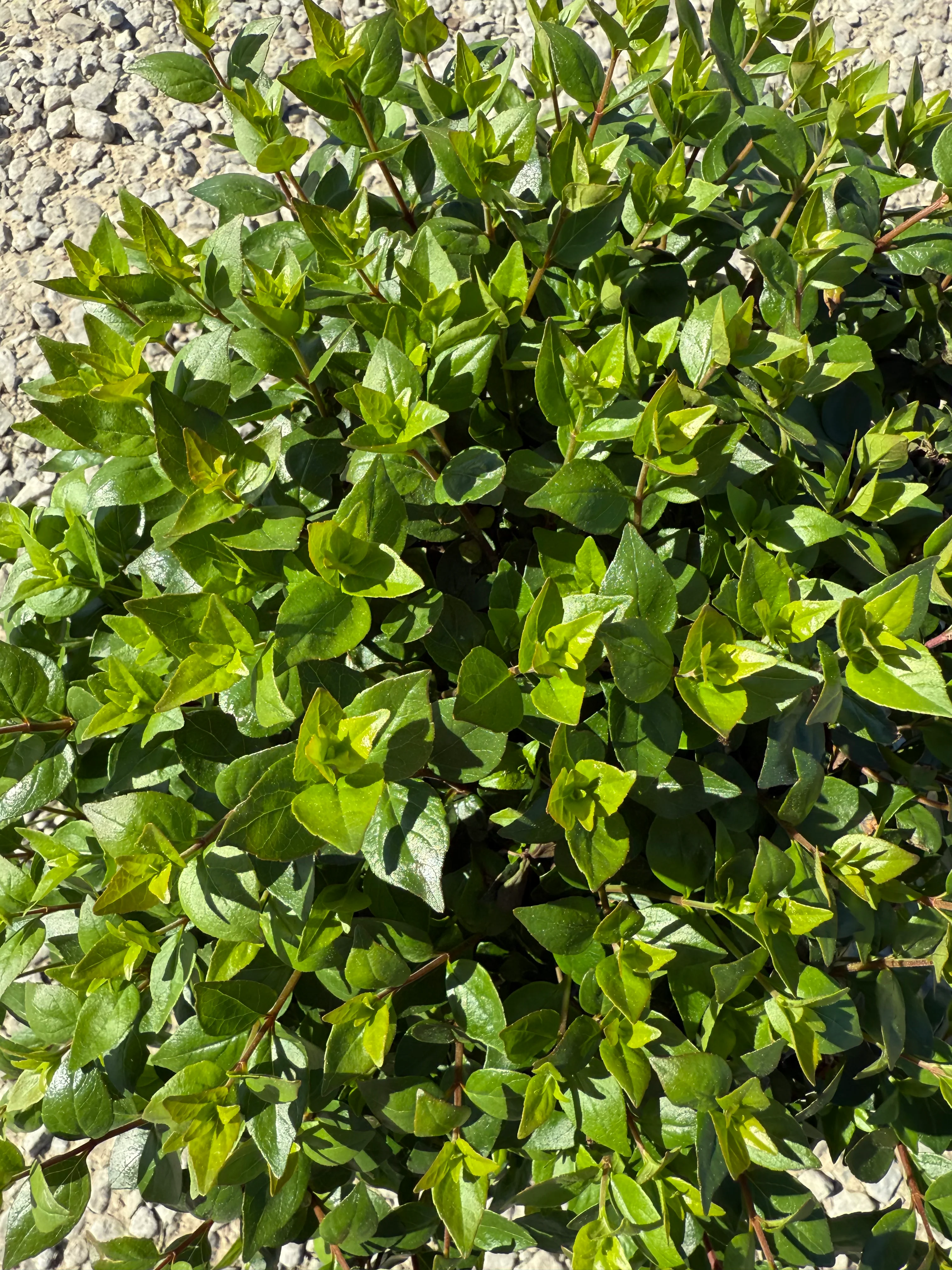 Rose Creek Abelia - Image 6