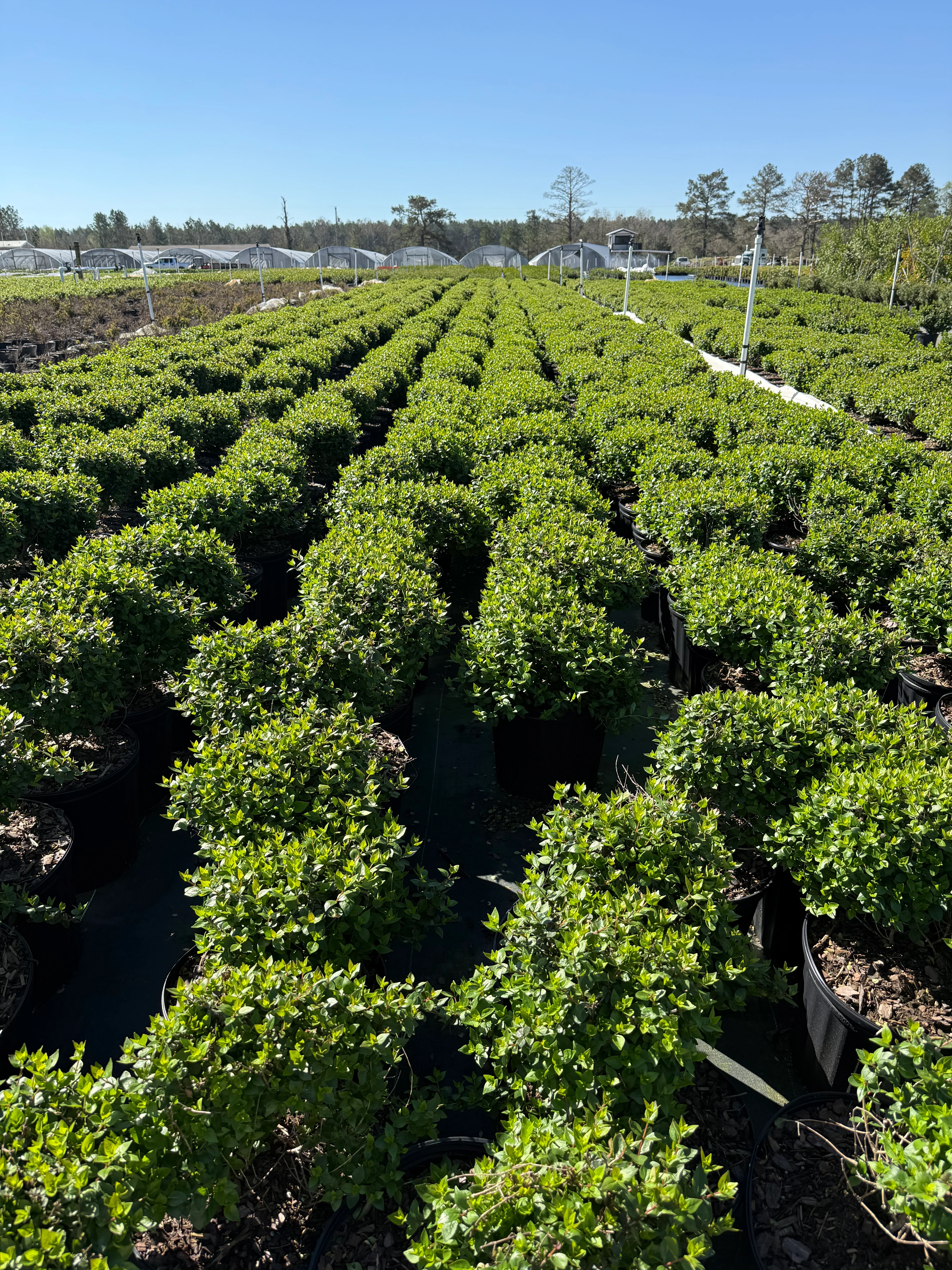 Rose Creek Abelia - Image 7