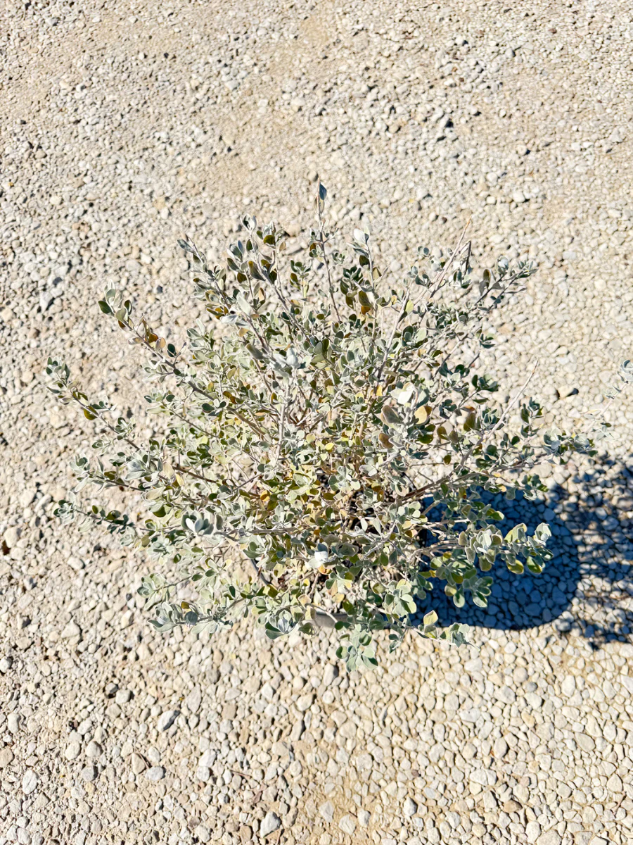 San Antonio Rose Texas Sage - Image 2