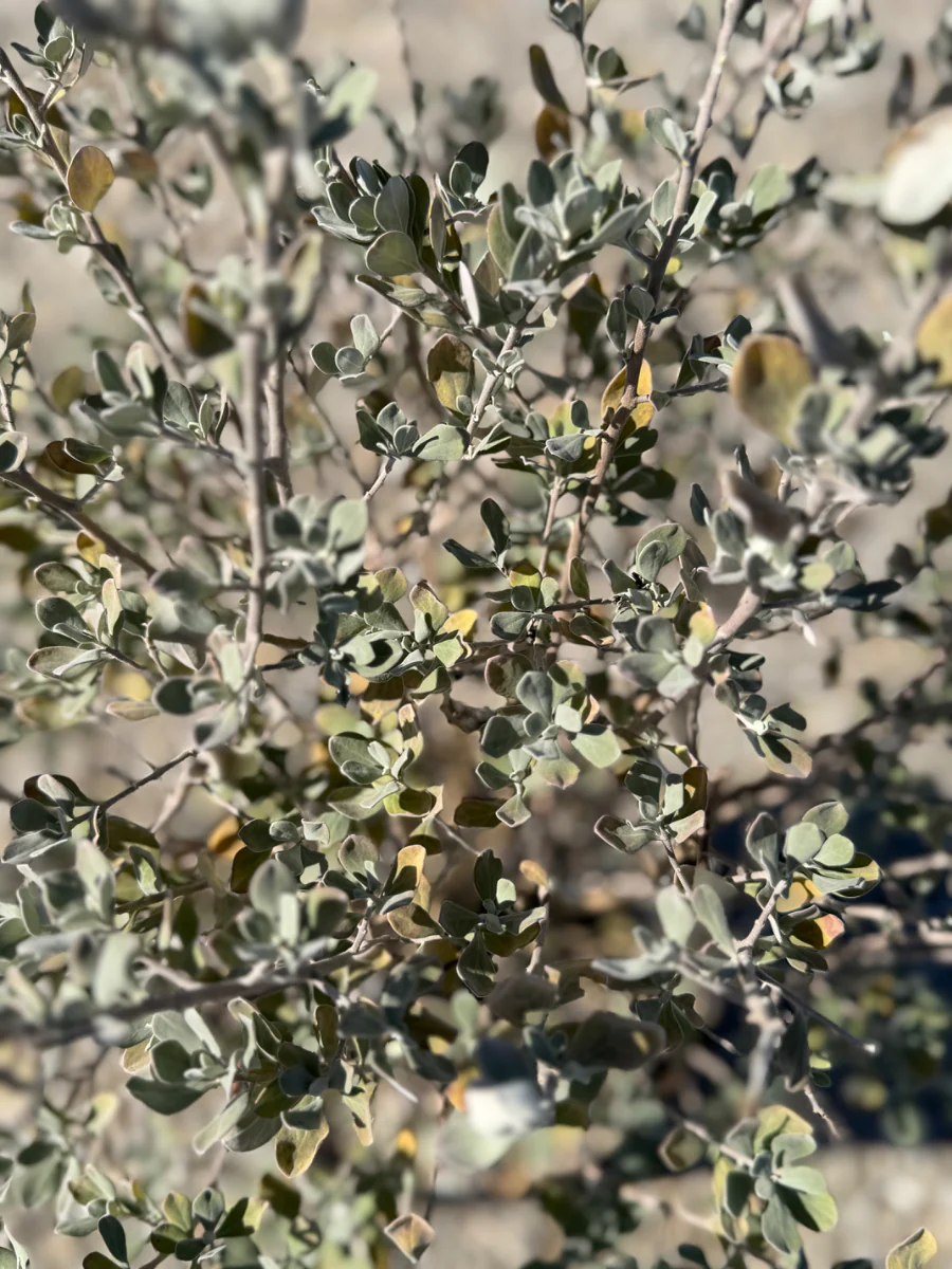 San Antonio Rose Texas Sage - Image 3