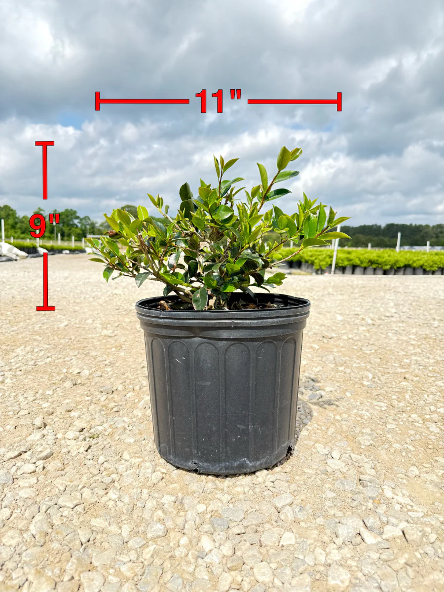 Shi Shi Sasanqua Camellia