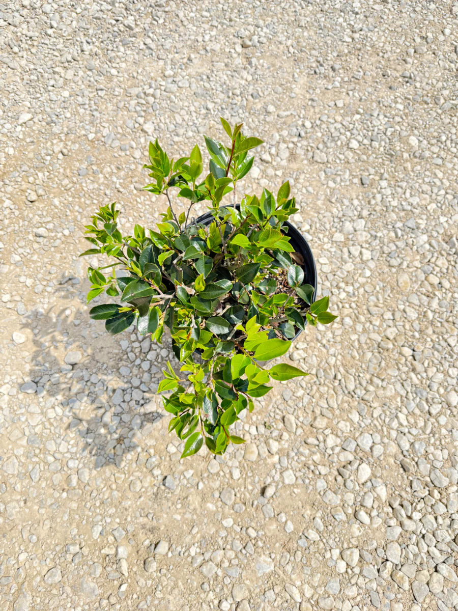 Shi Shi Sasanqua Camellia - Image 2