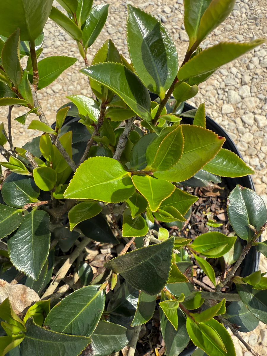 Shi Shi Sasanqua Camellia - Image 3