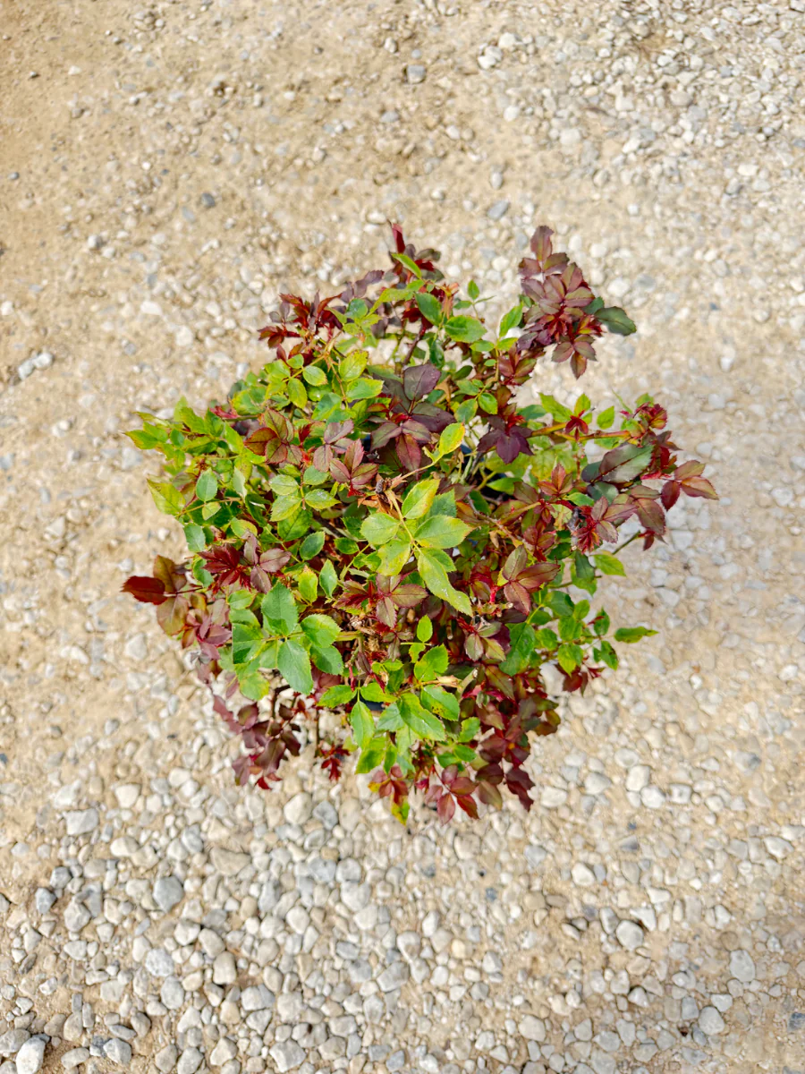 Single Pink Knock Out Rose - Image 3