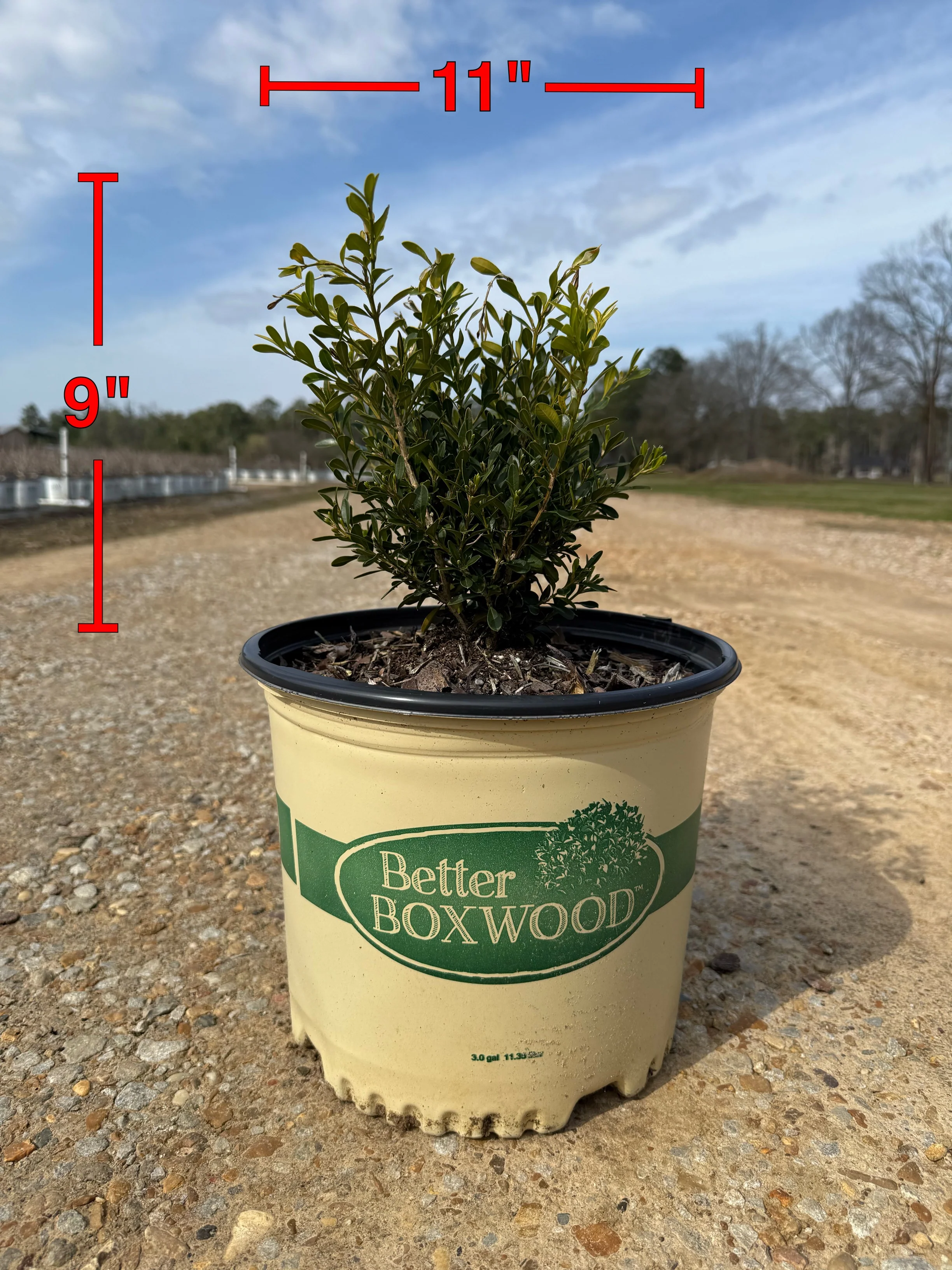 Skylight™ Better Boxwood - Image 2
