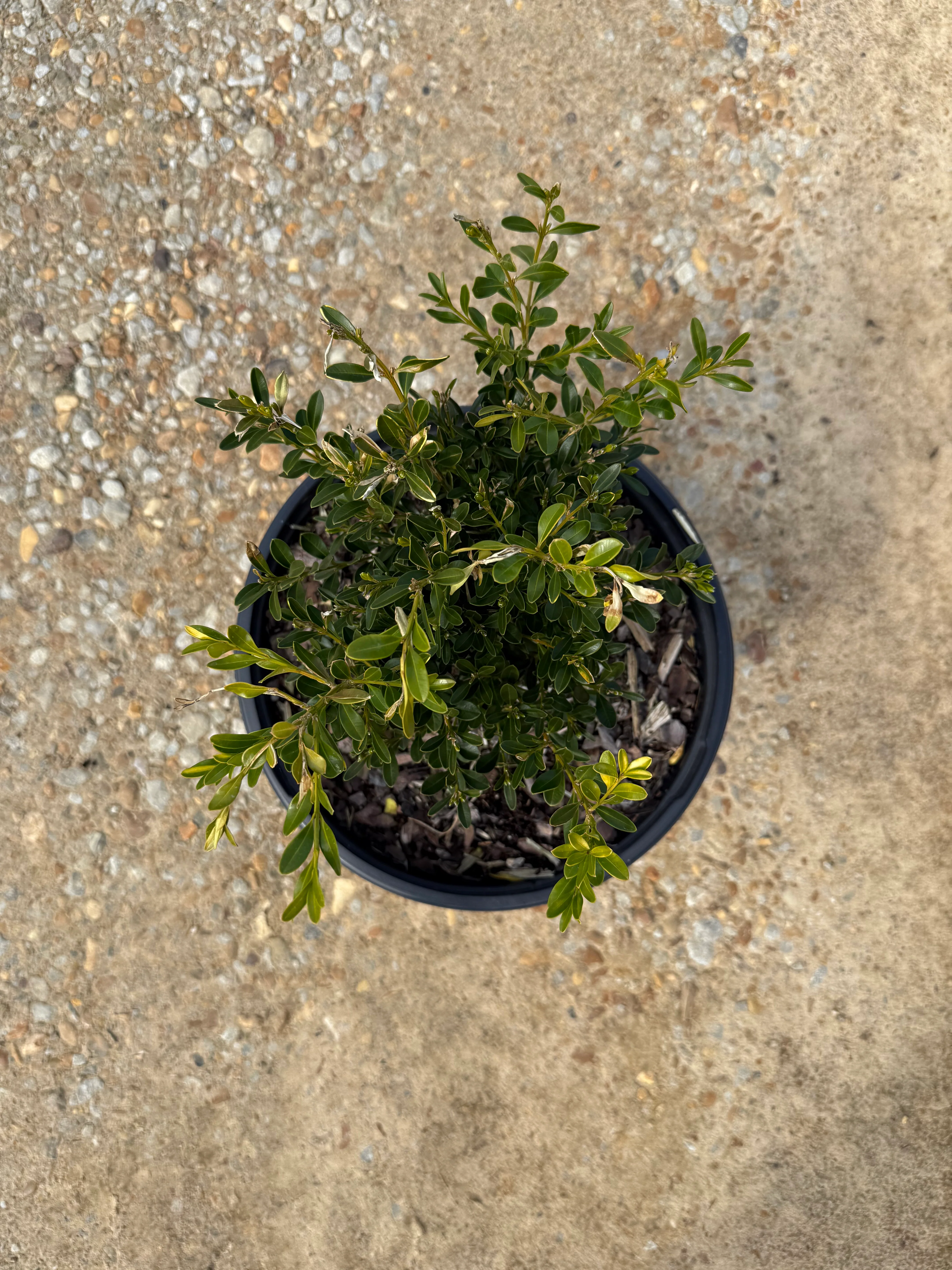 Skylight™ Better Boxwood - Image 3