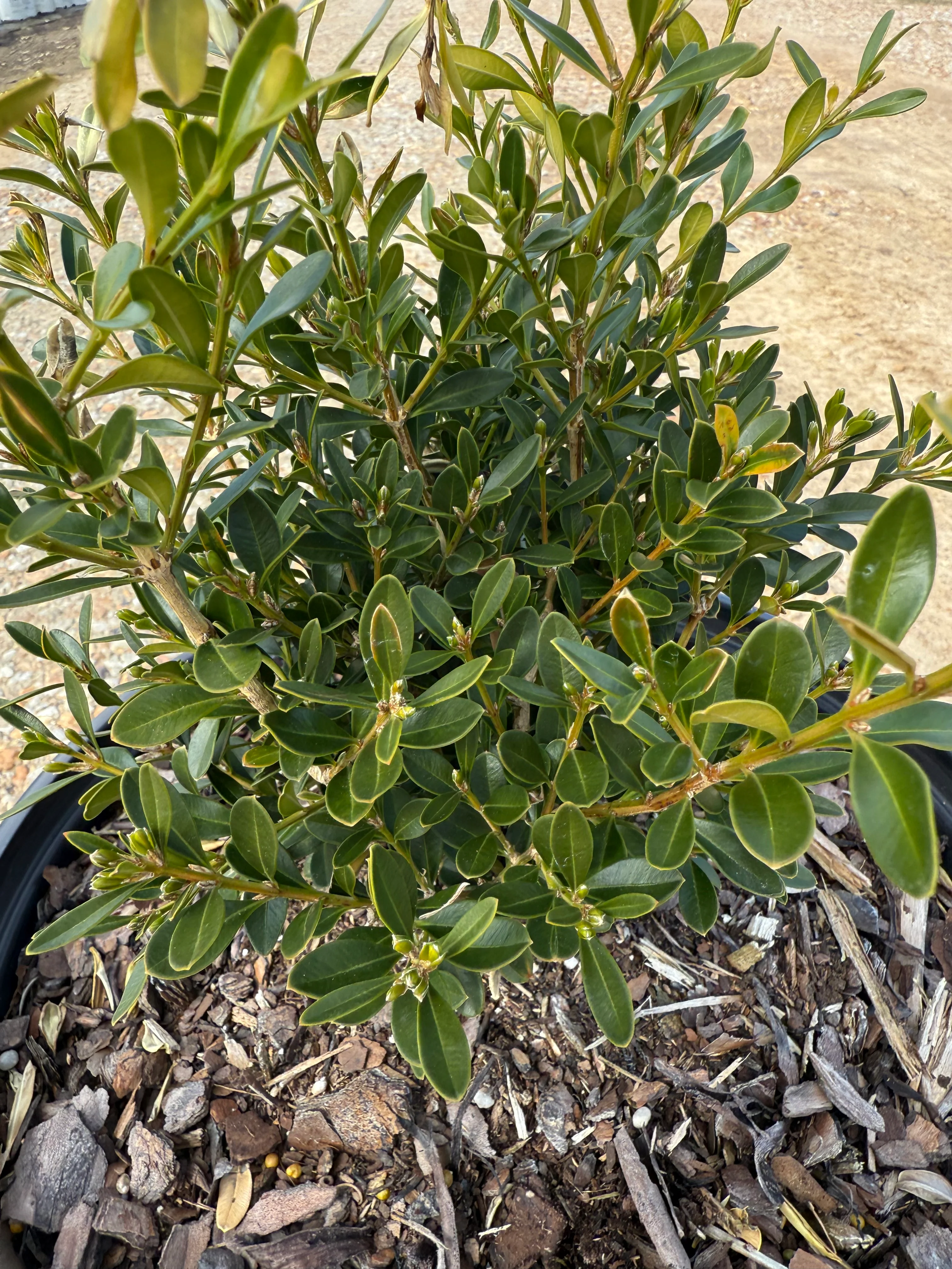 Skylight™ Better Boxwood - Image 4