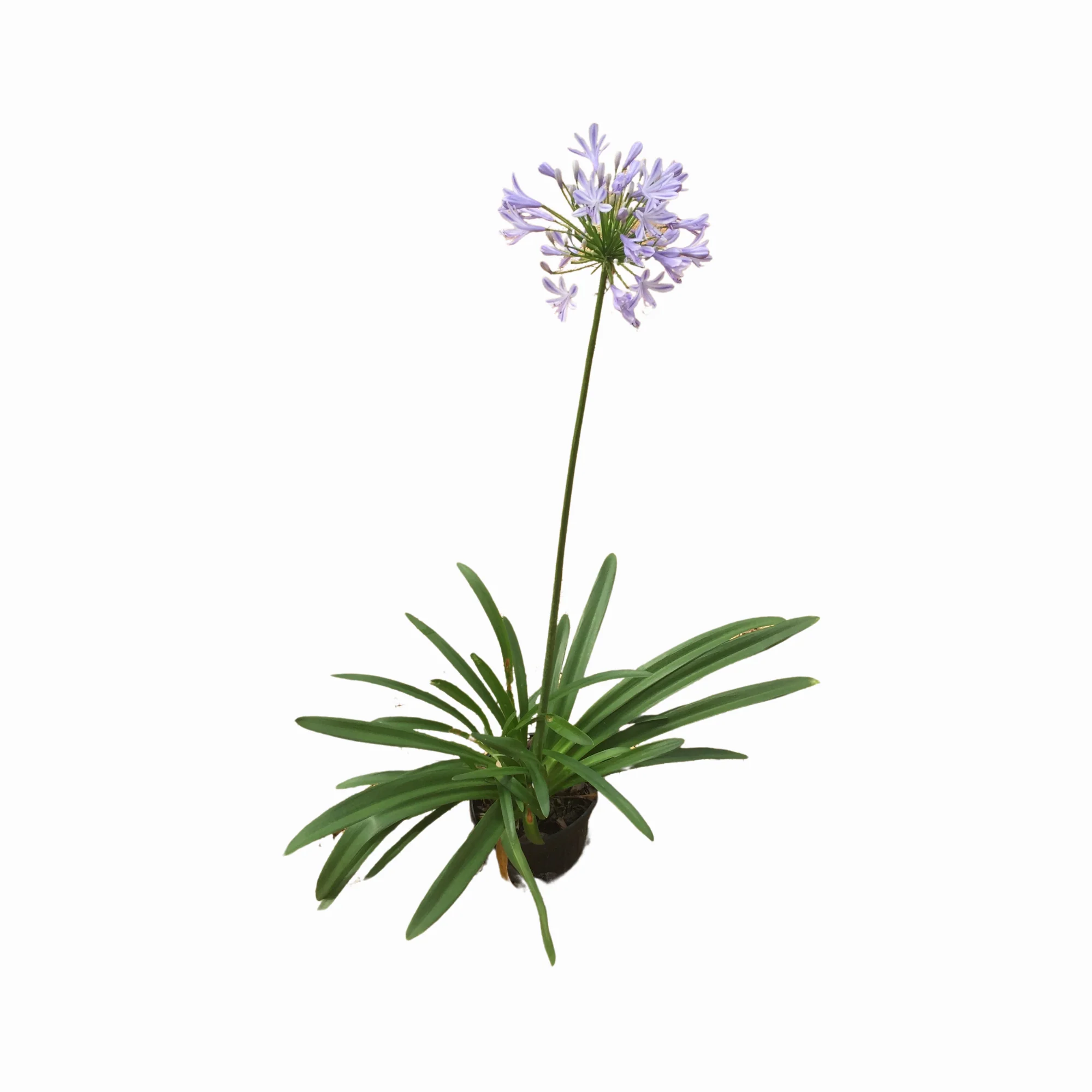 Society Garlic - Image 6