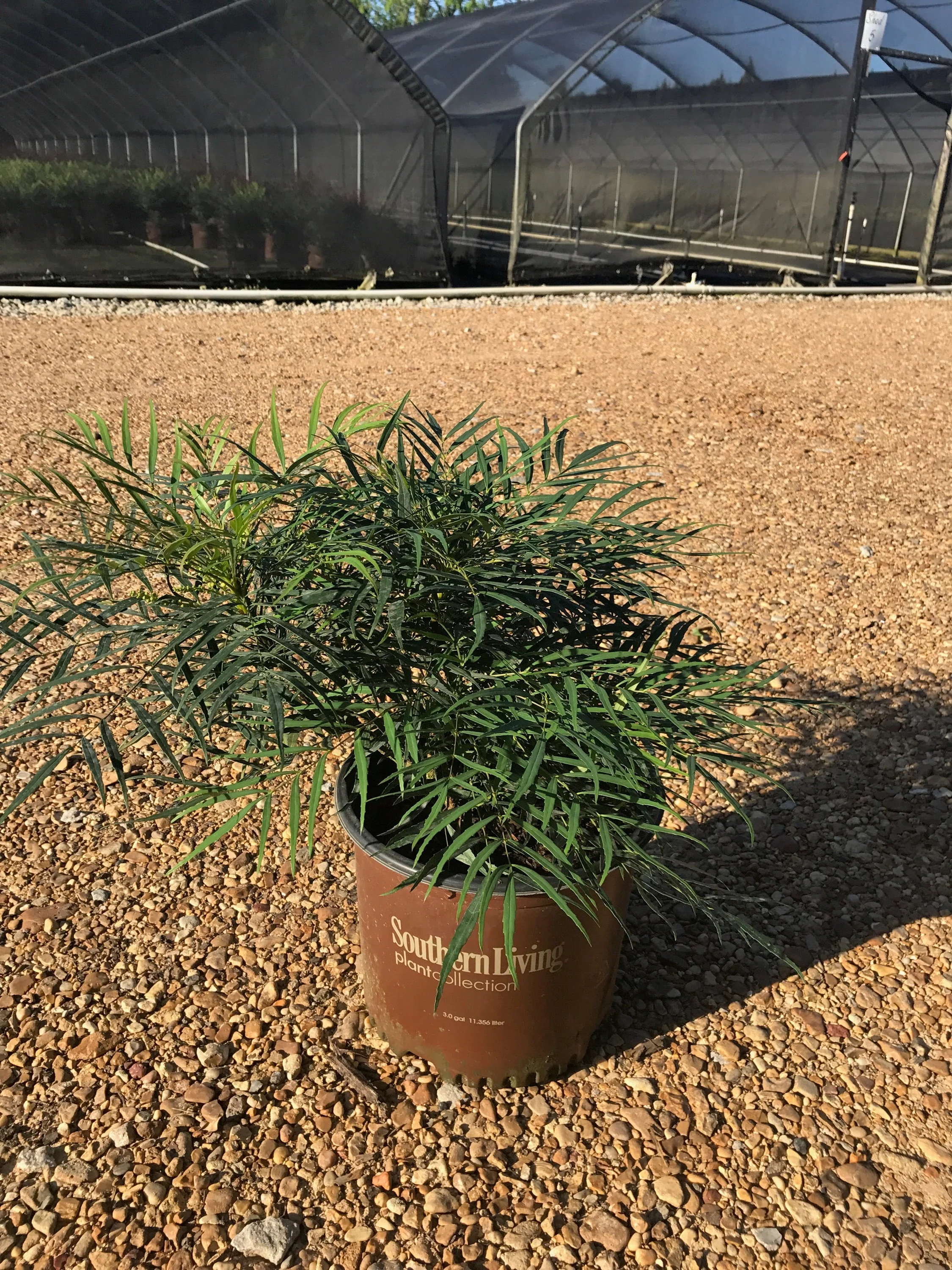 Soft Caress Mahonia™ - Image 3