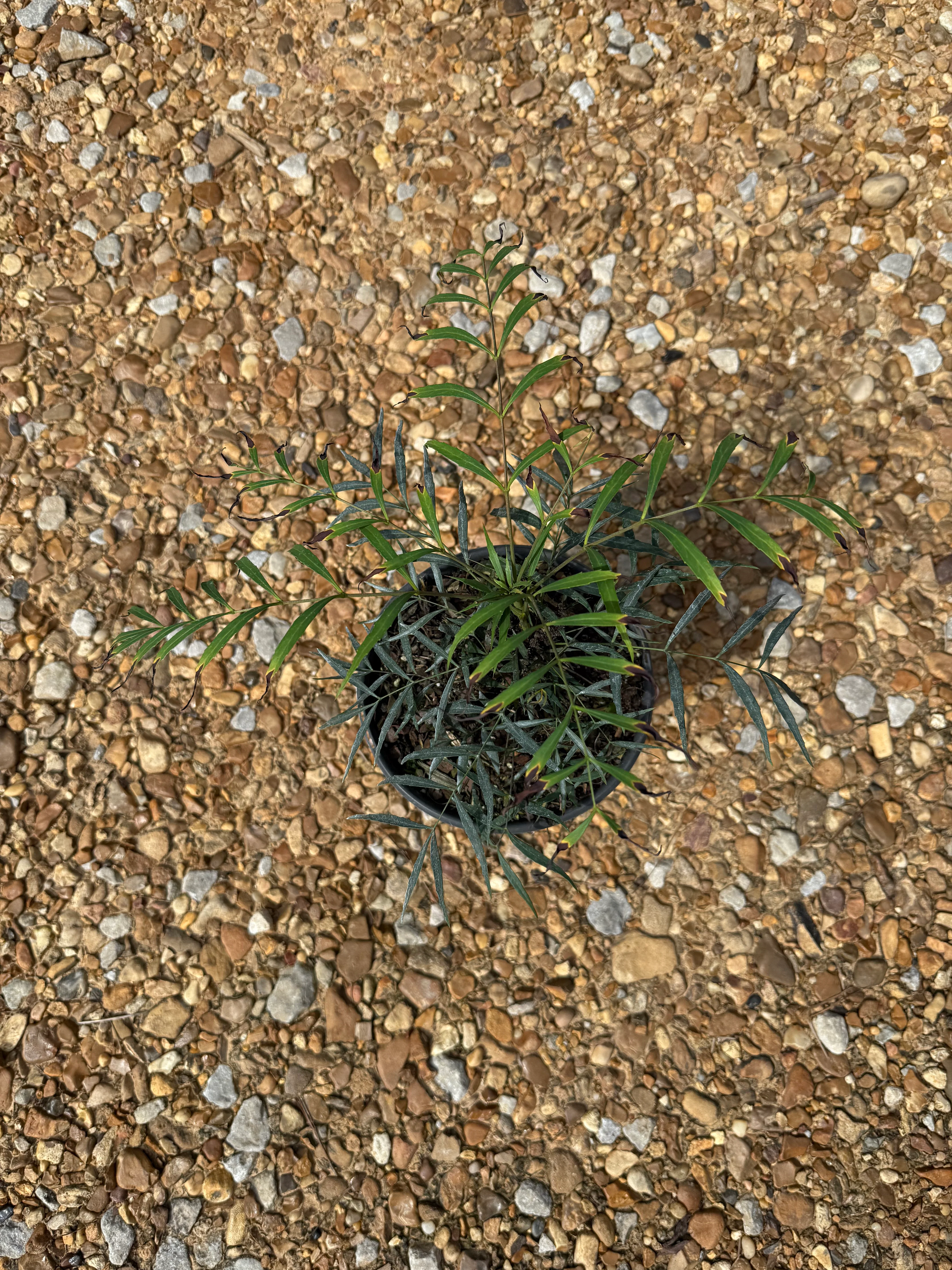 Soft Caress Mahonia™ - Image 6