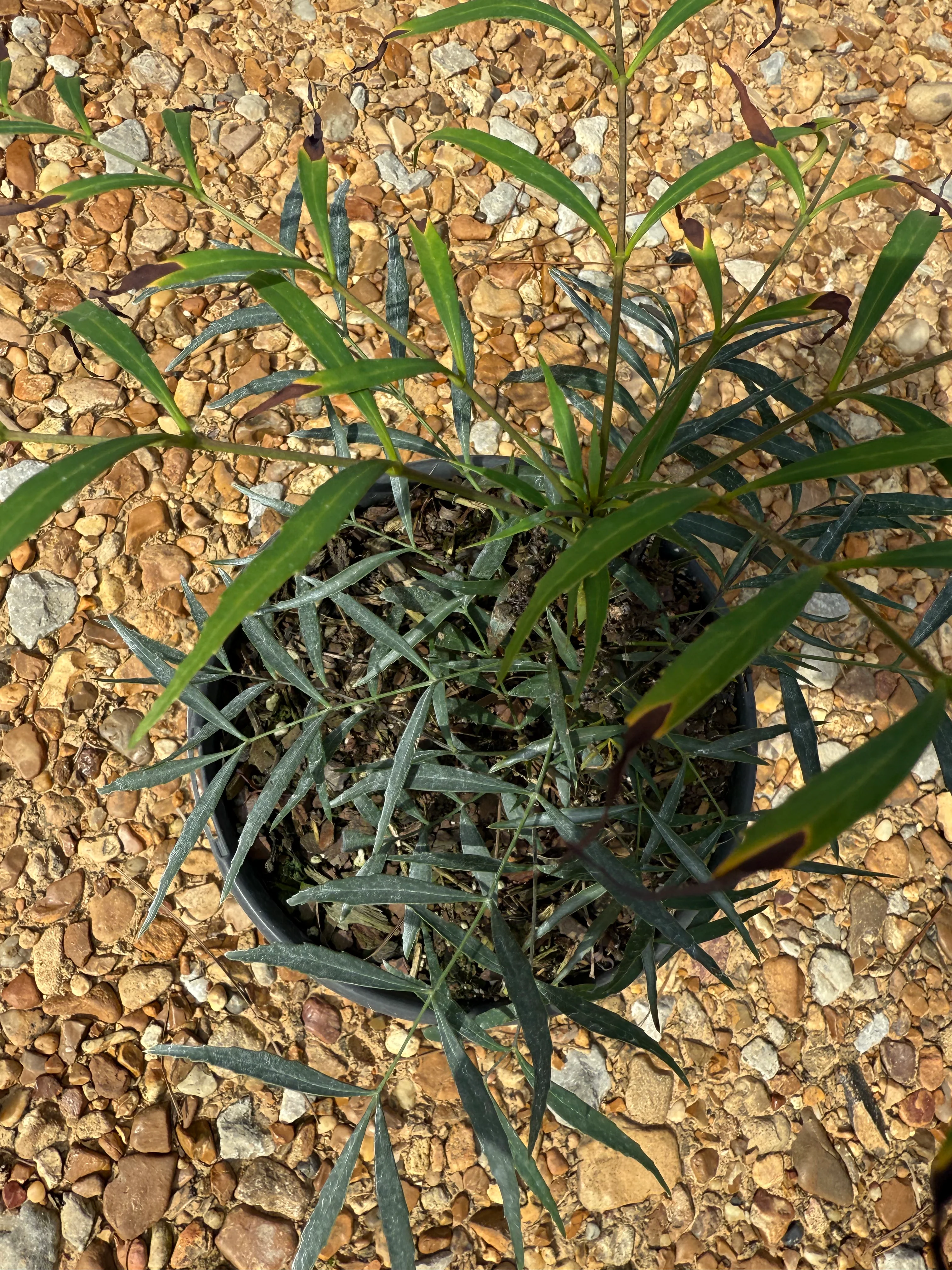 Soft Caress Mahonia™ - Image 7