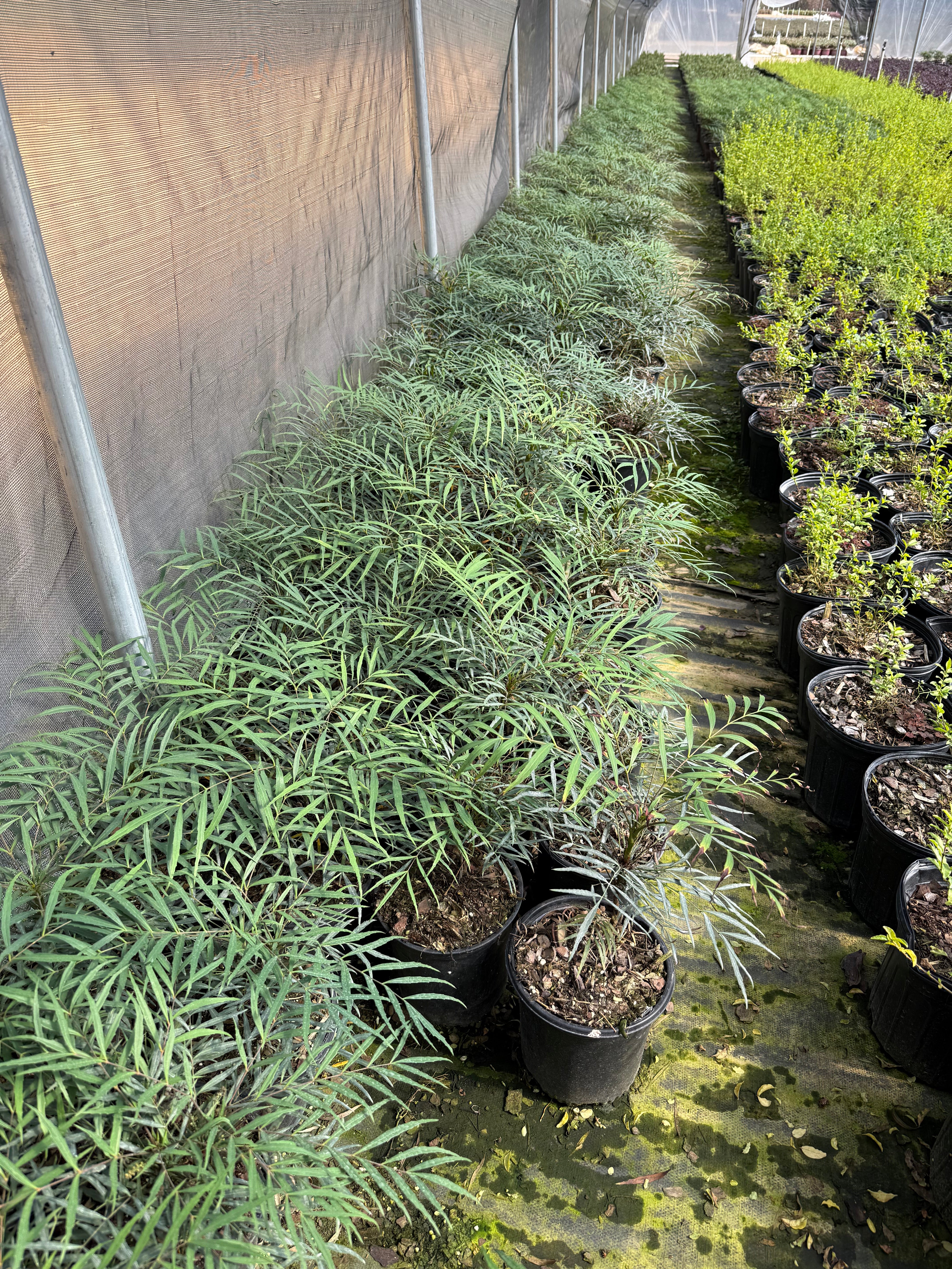 Soft Caress Mahonia™ - Image 8