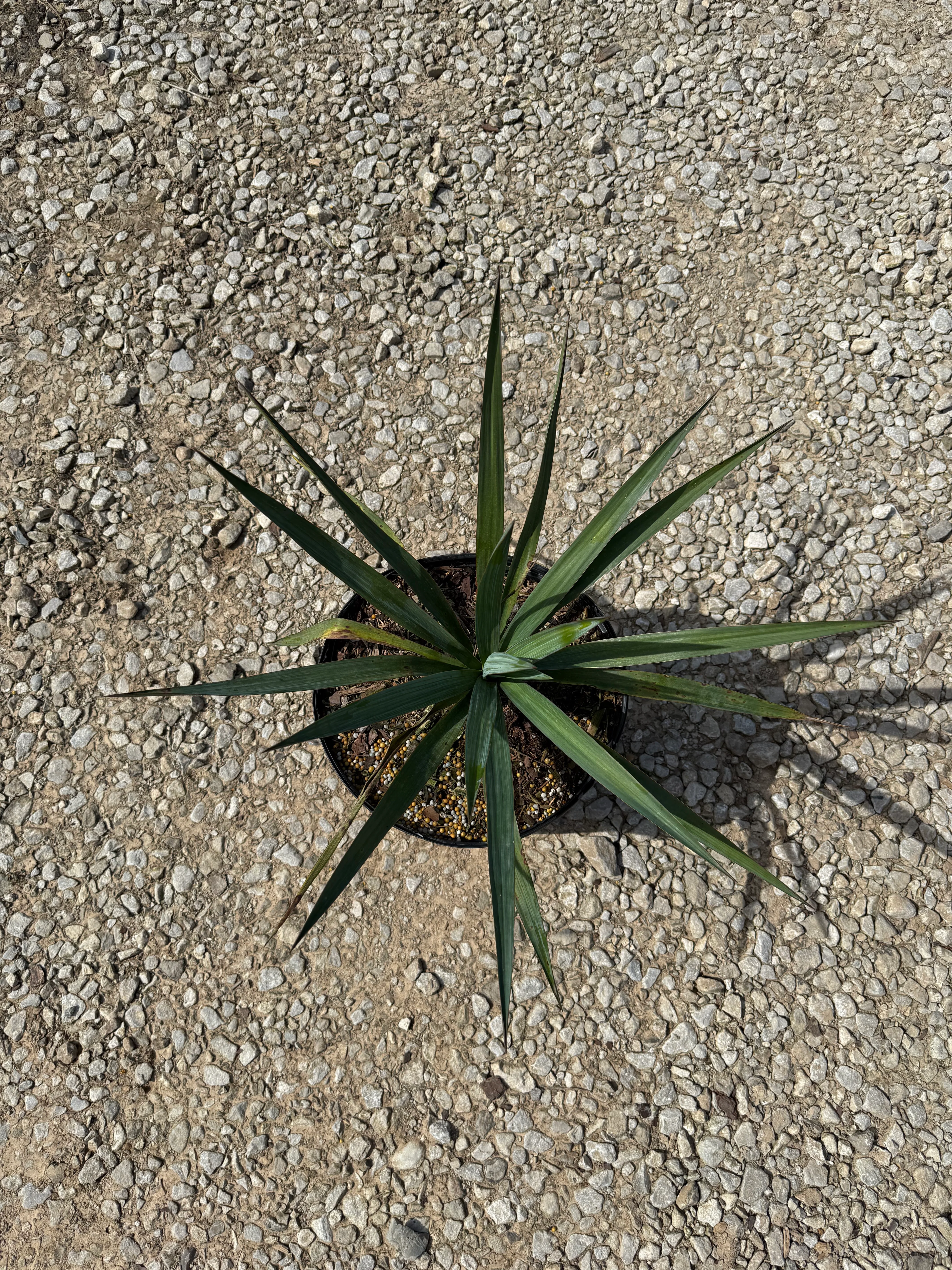 Soft Leaf Yucca - Image 2