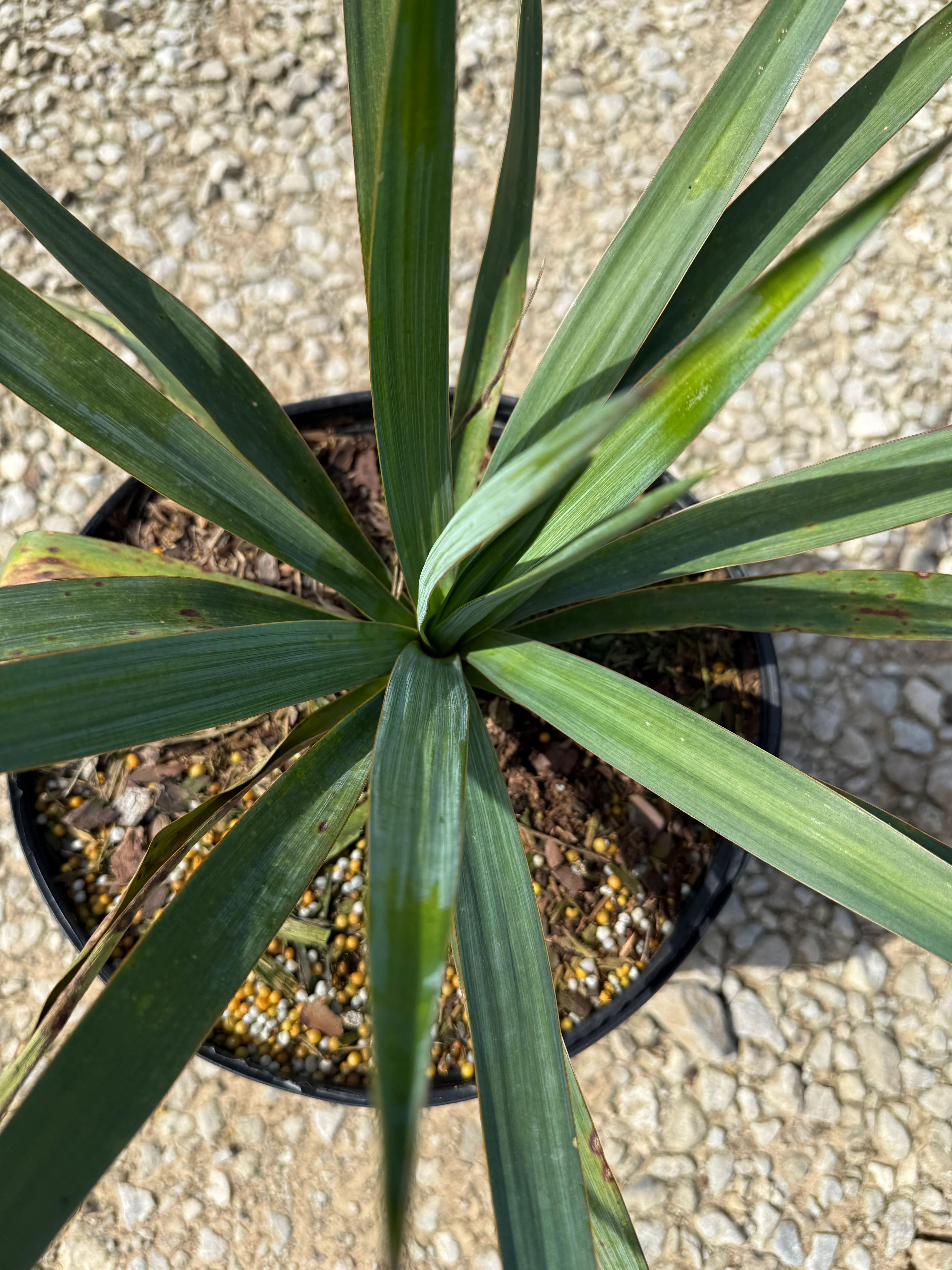 Soft Leaf Yucca - Image 3