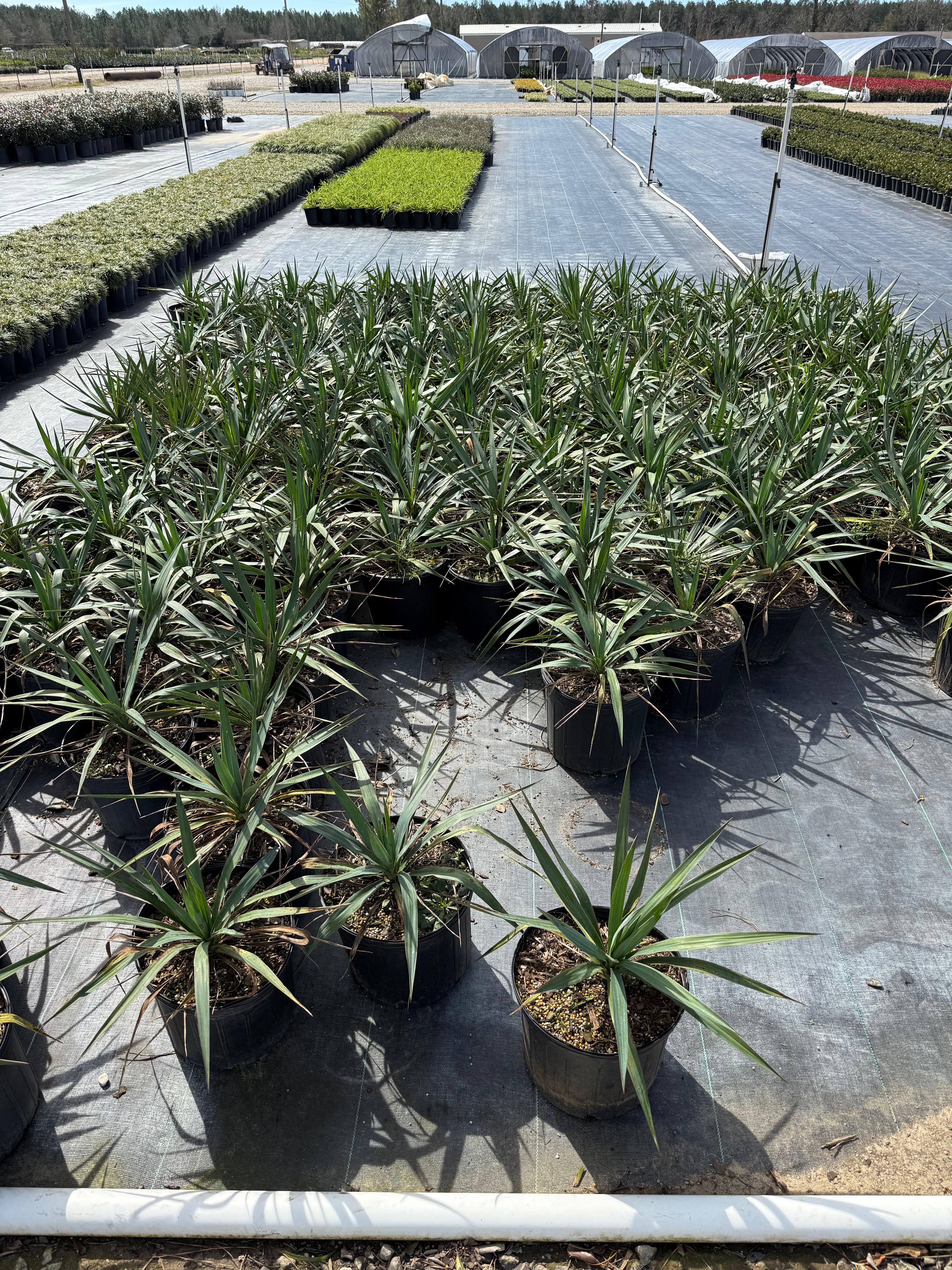 Soft Leaf Yucca - Image 4