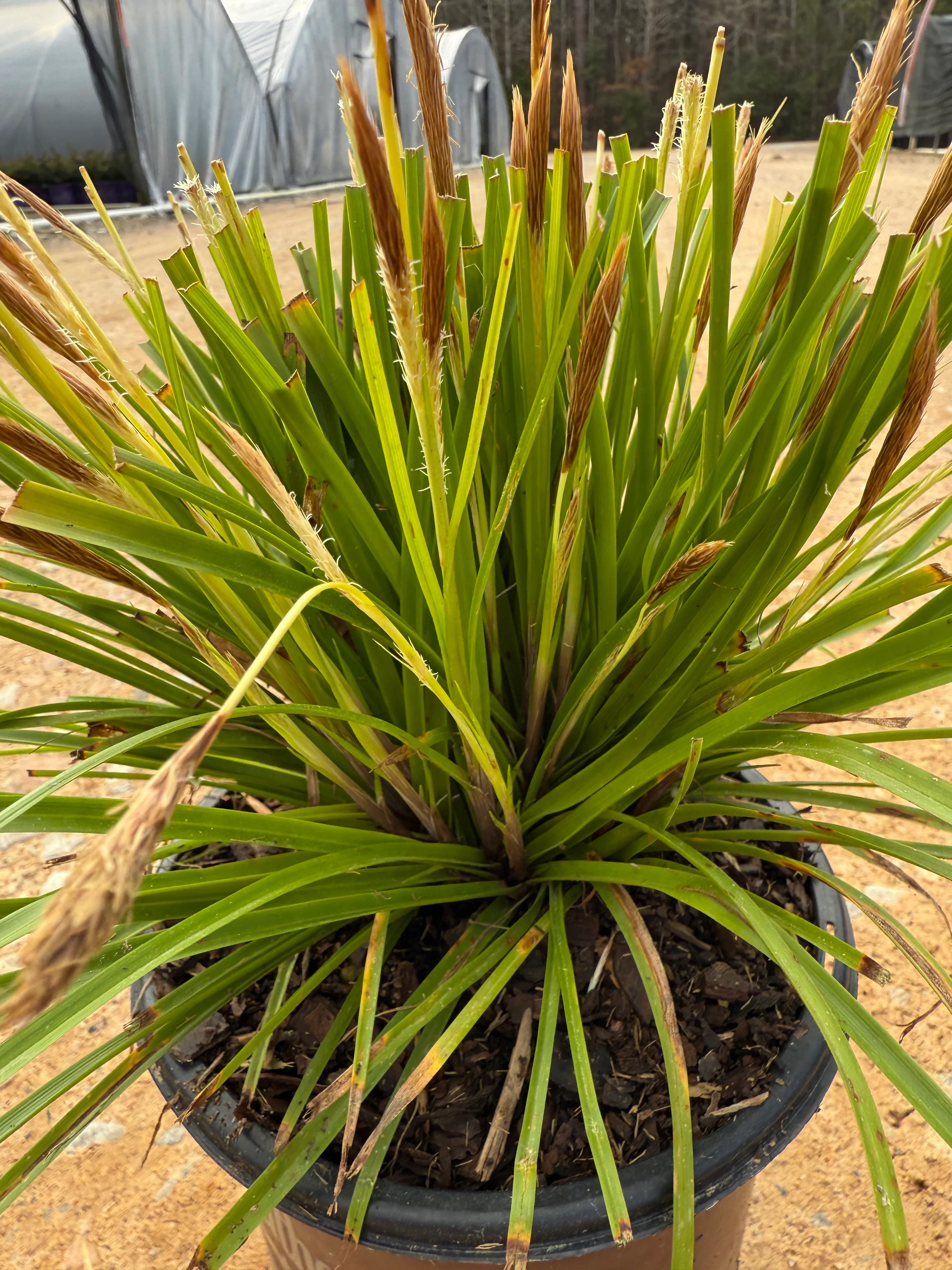 Southern Living Carex Evercolor 'Everillo' - Image 3