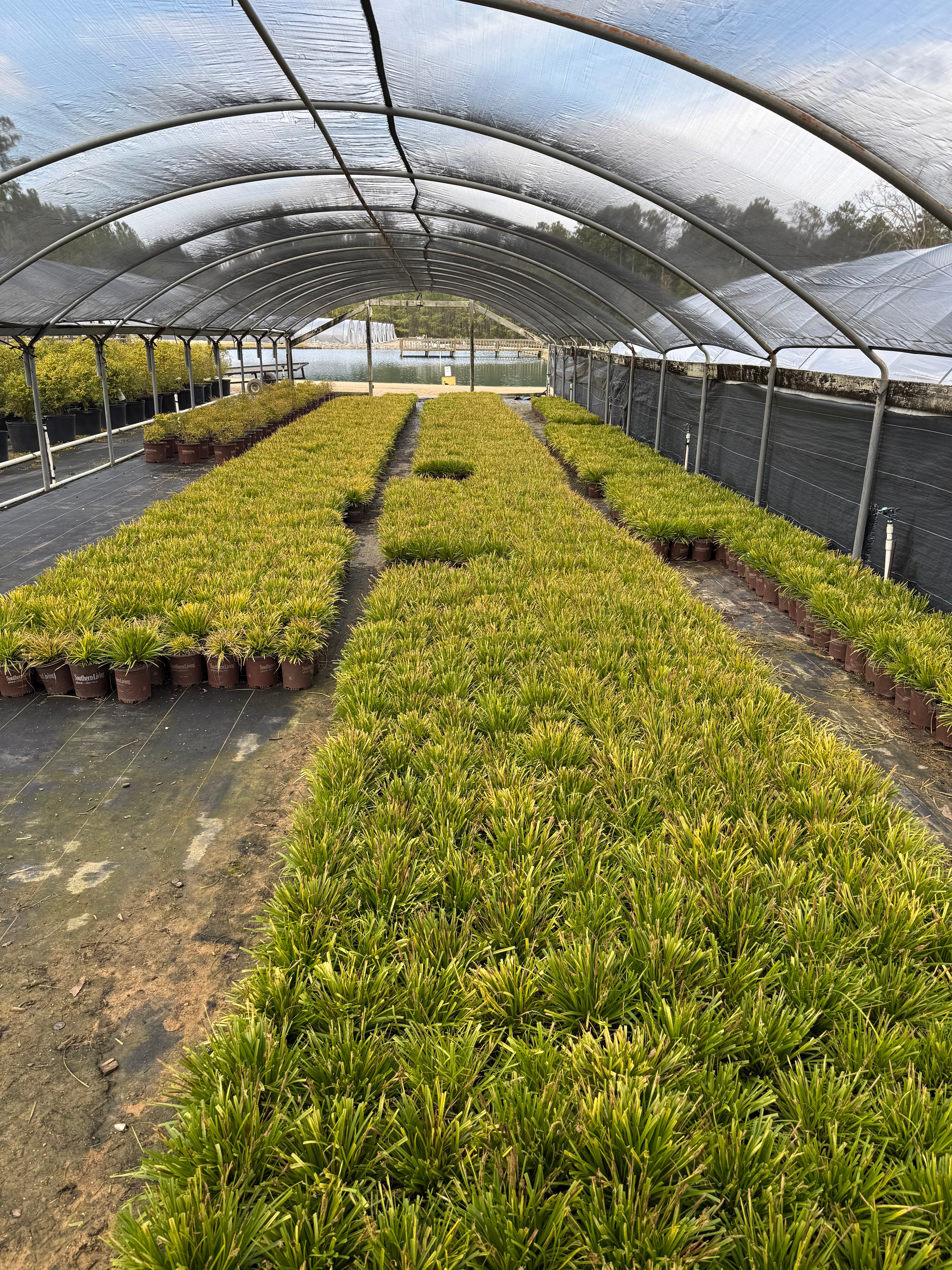 Southern Living Carex Evercolor 'Everillo' - Image 4