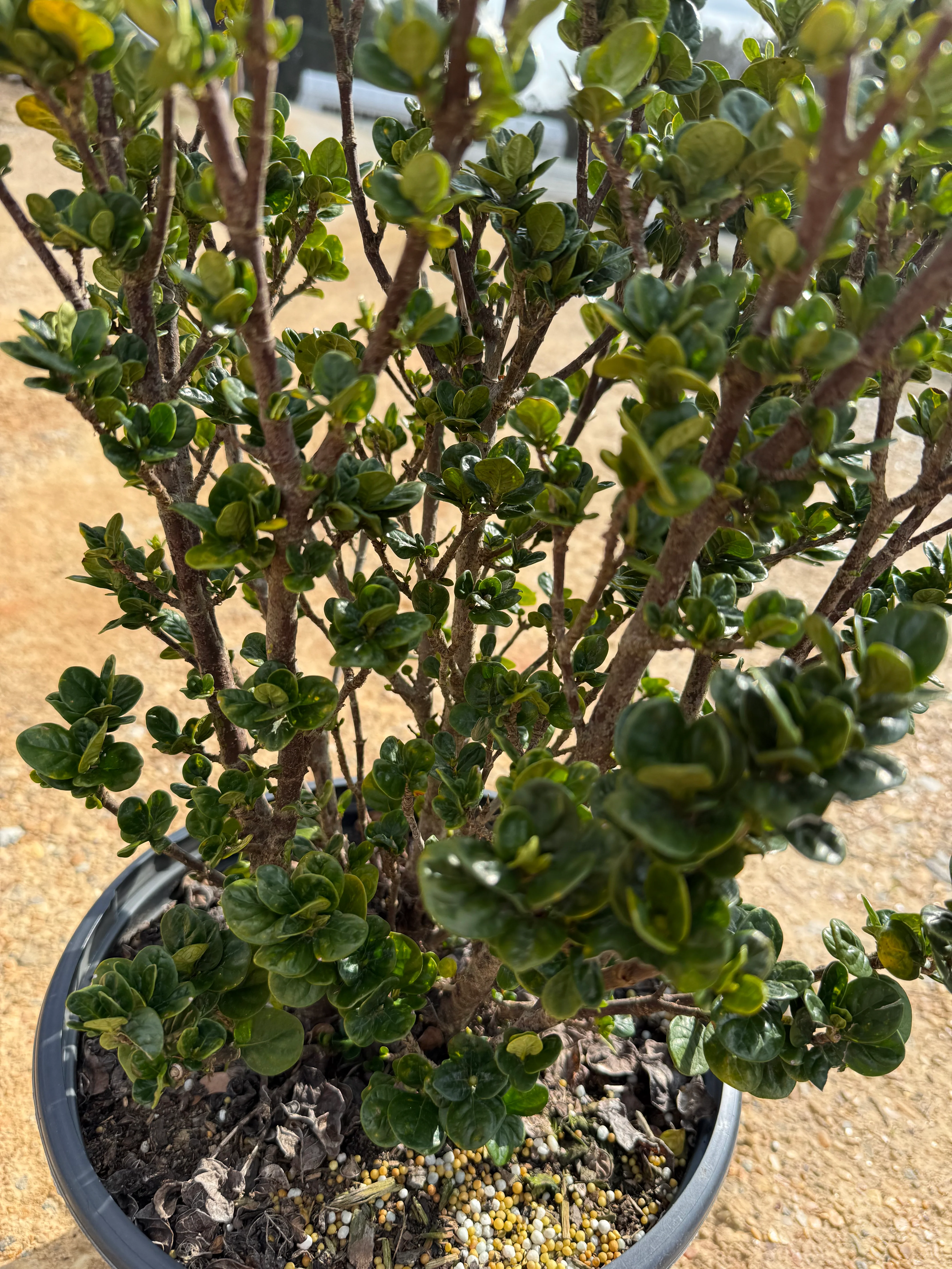 Southern Living Diamond Spire® Gardenia - Image 3