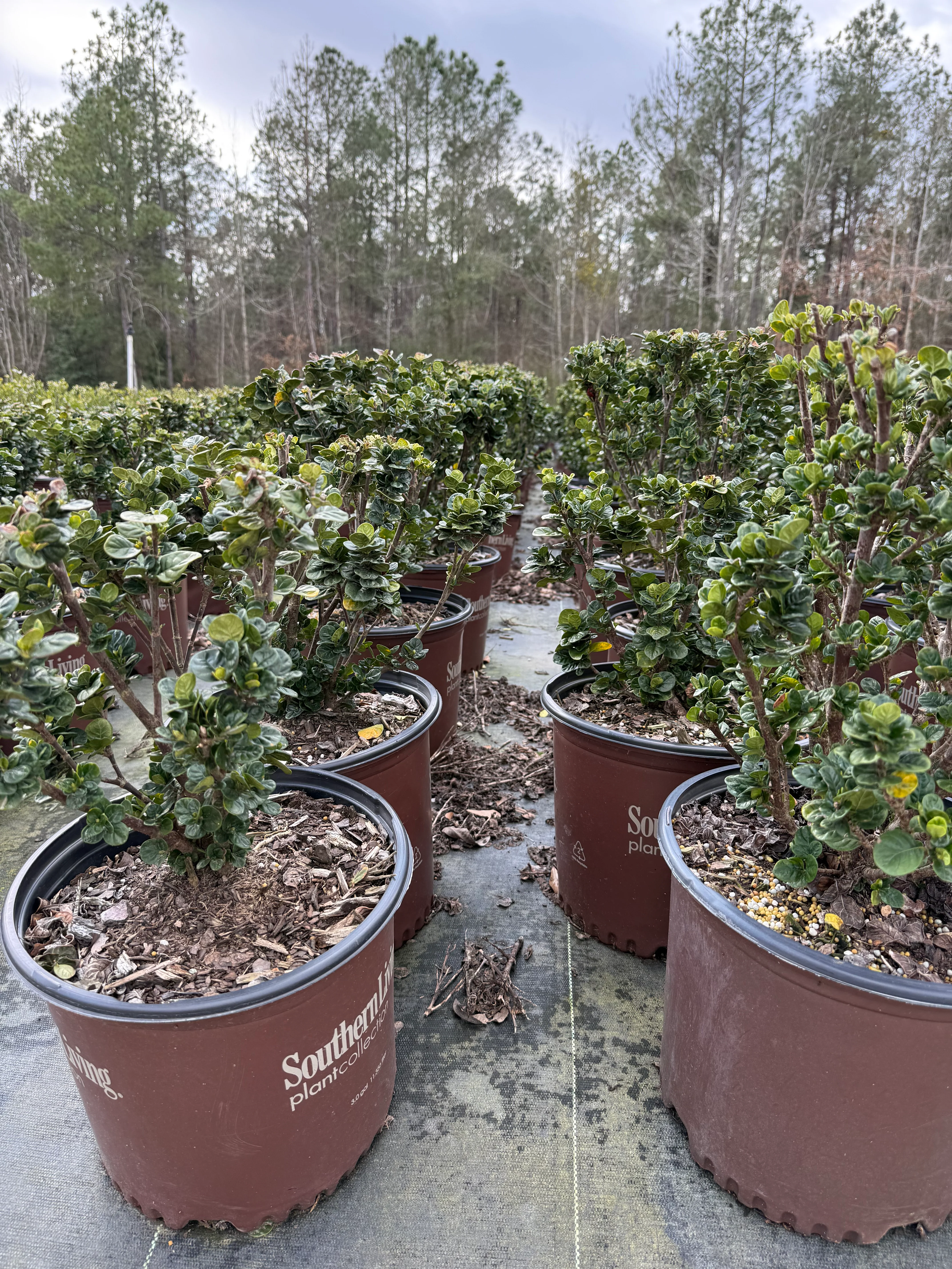 Southern Living Diamond Spire® Gardenia - Image 4