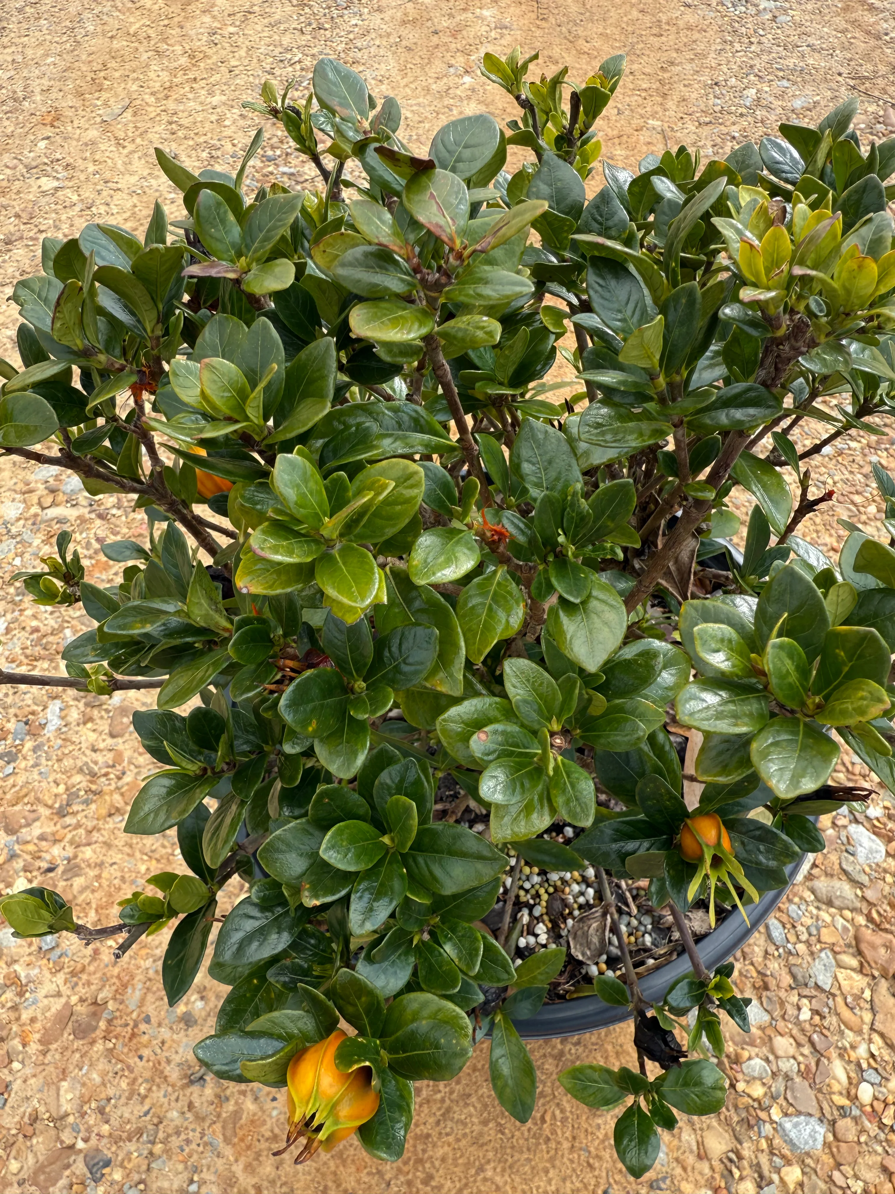 Southern Living Jubilation™ Gardenia - Image 3