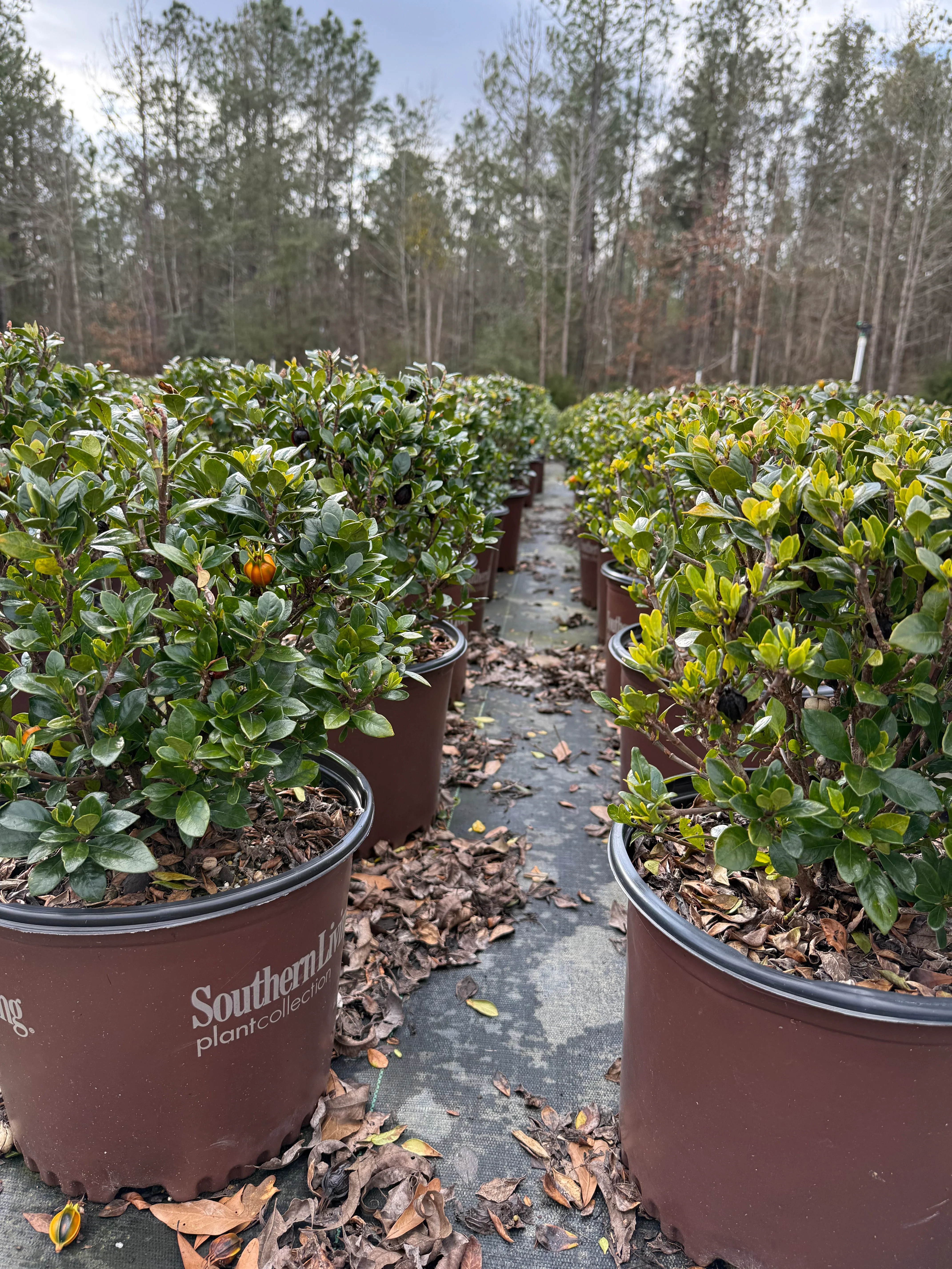 Southern Living Jubilation™ Gardenia - Image 4