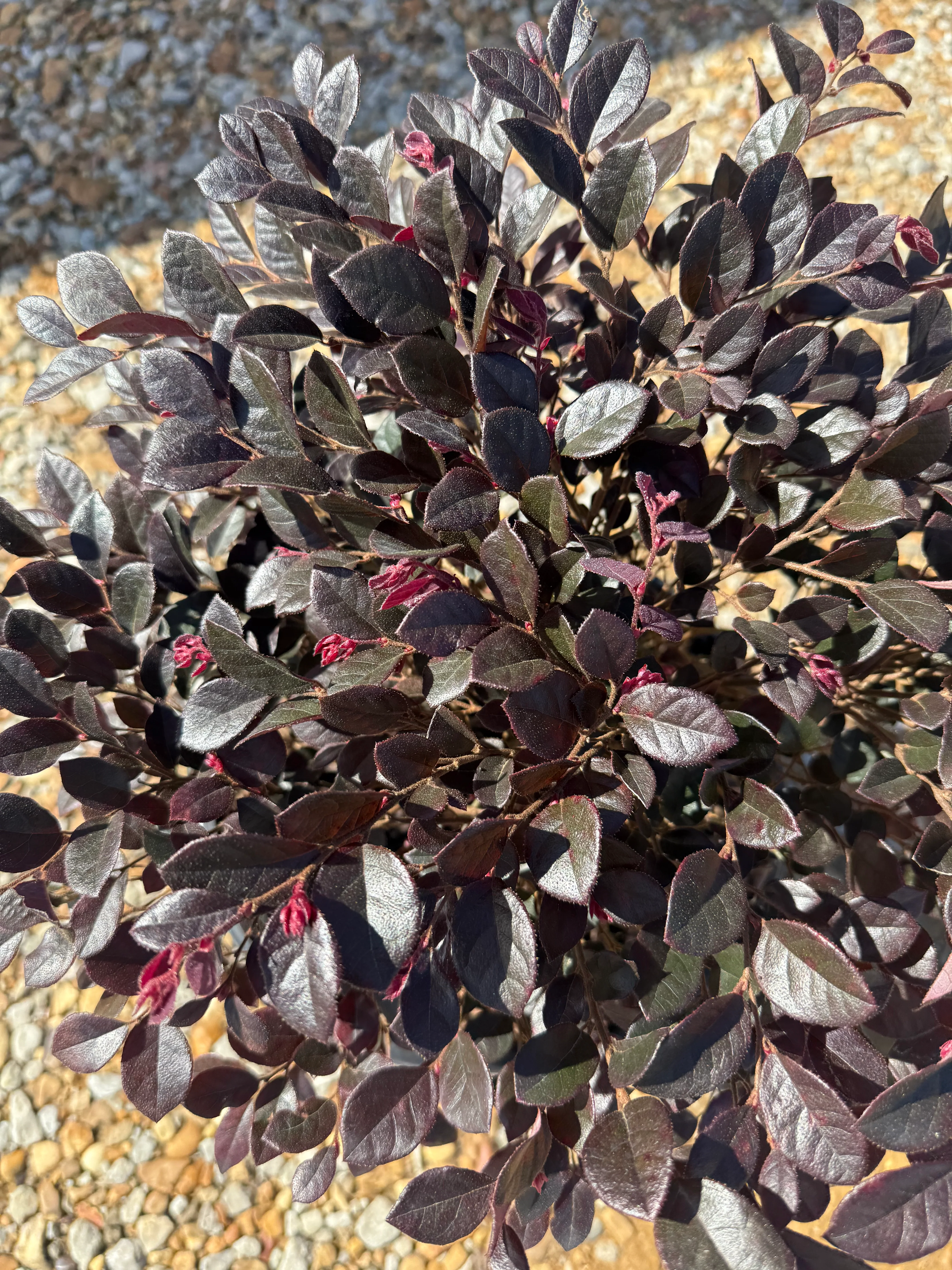 Southern Living Purple Daydream® Dwarf Loropetalum - Image 3
