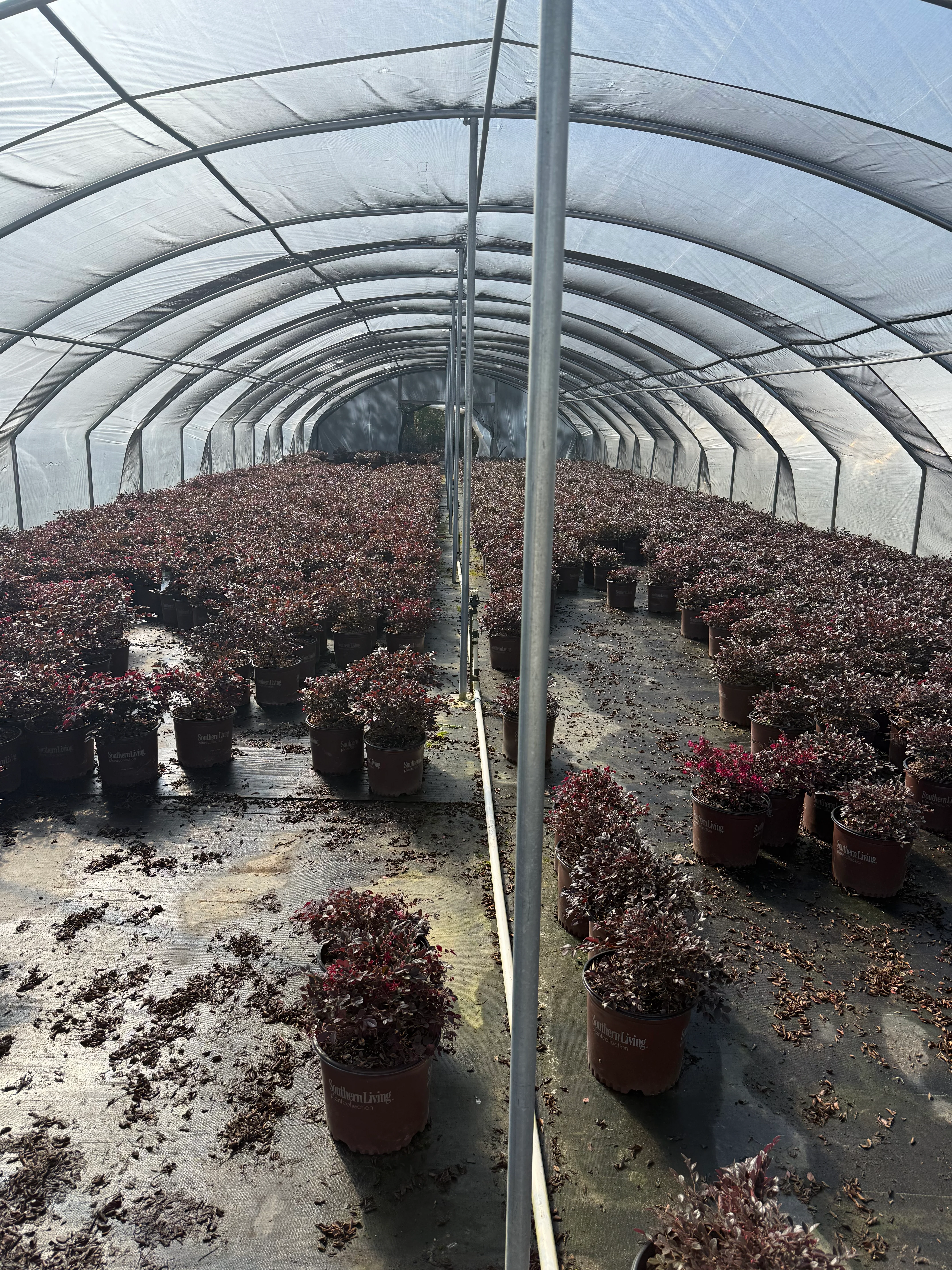 Southern Living Purple Daydream® Dwarf Loropetalum - Image 4