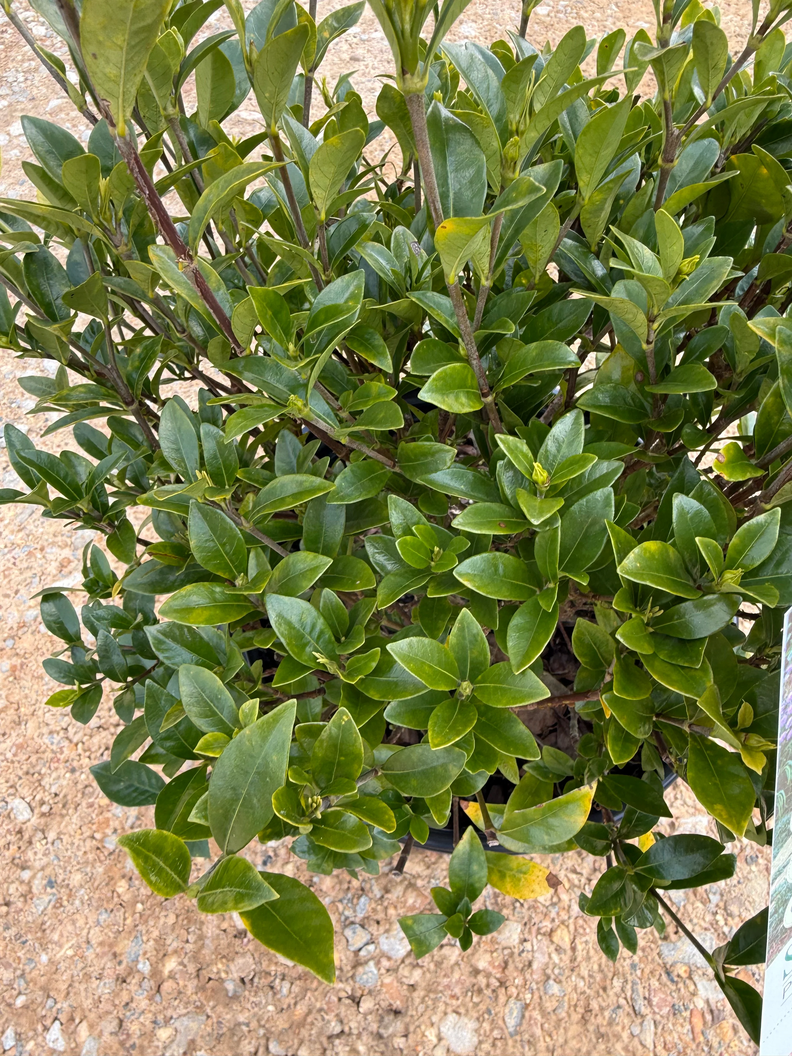 Southern Living ScentAmazing® Gardenia - Image 3