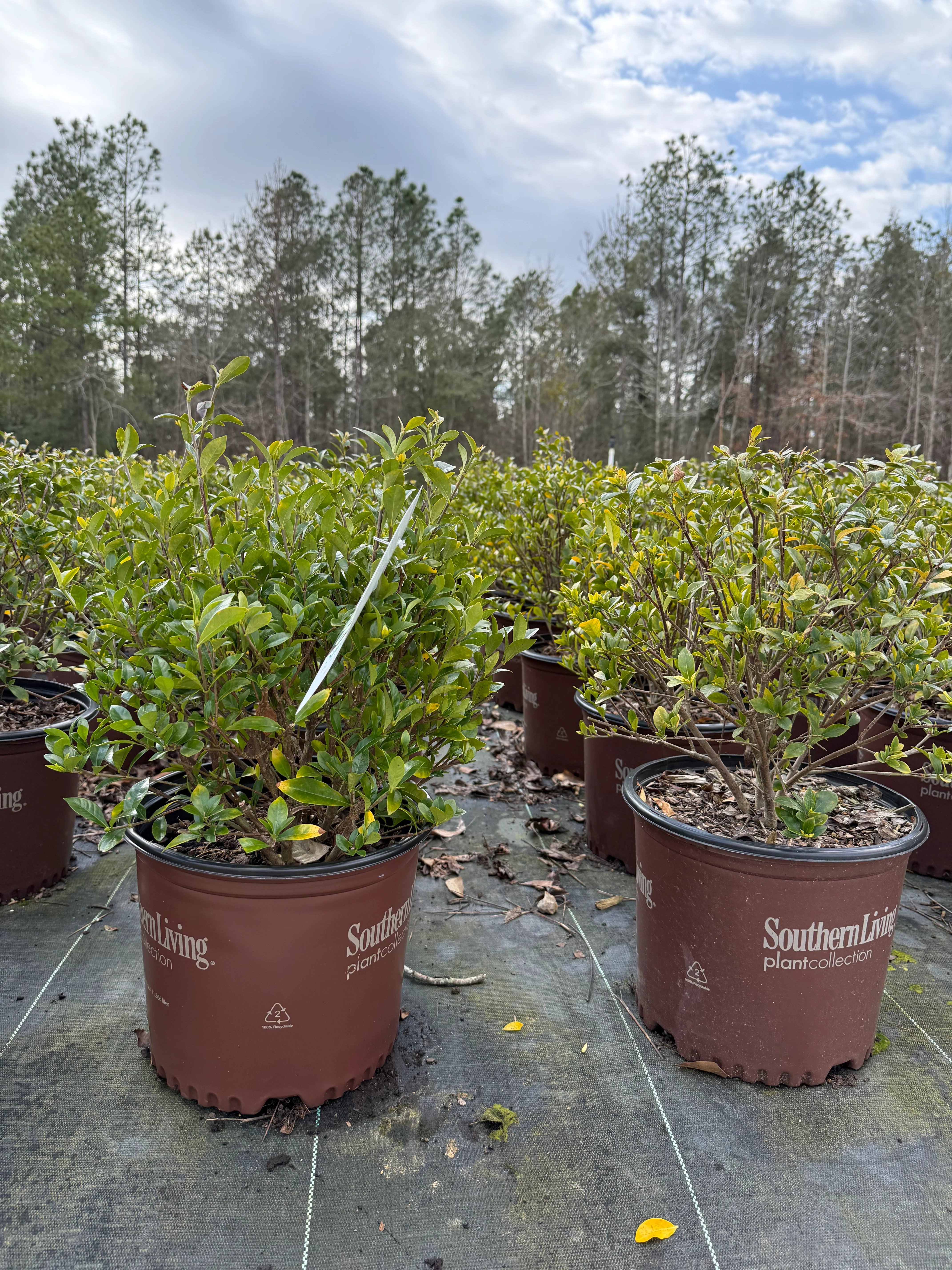 Southern Living ScentAmazing® Gardenia - Image 4