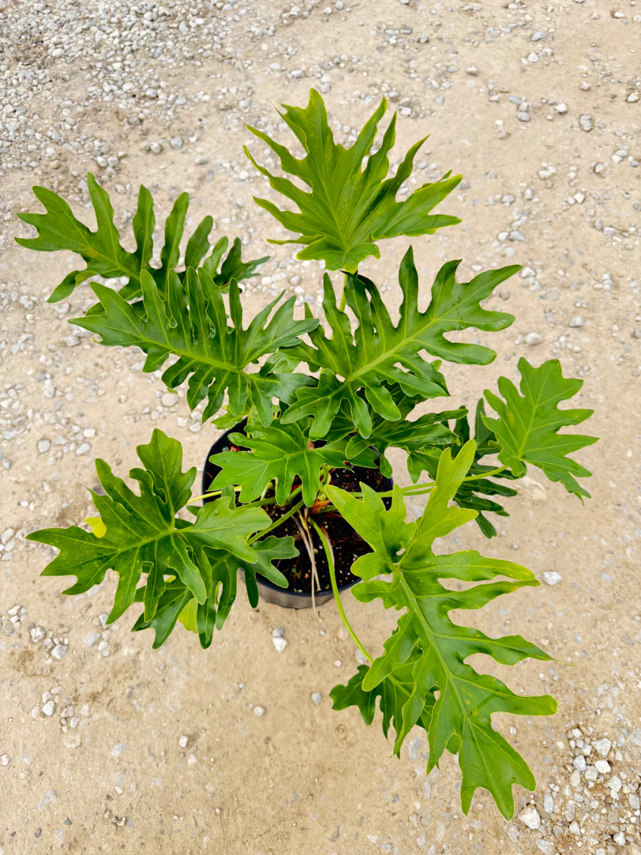 Split Leaf Philodendron - Image 2