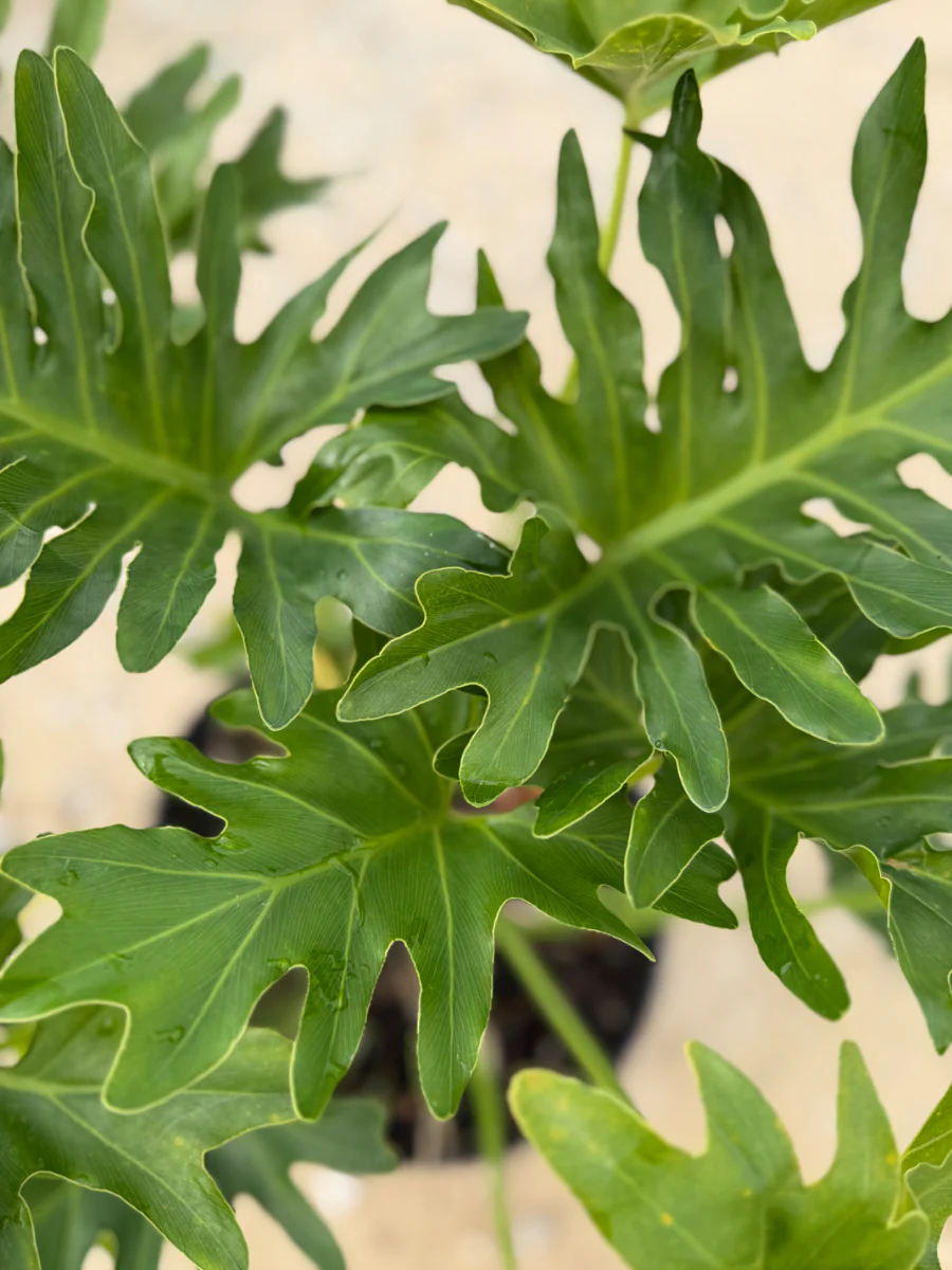 Split Leaf Philodendron - Image 3