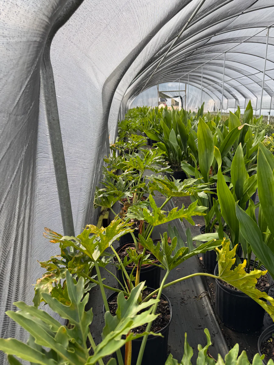 Split Leaf Philodendron - Image 4