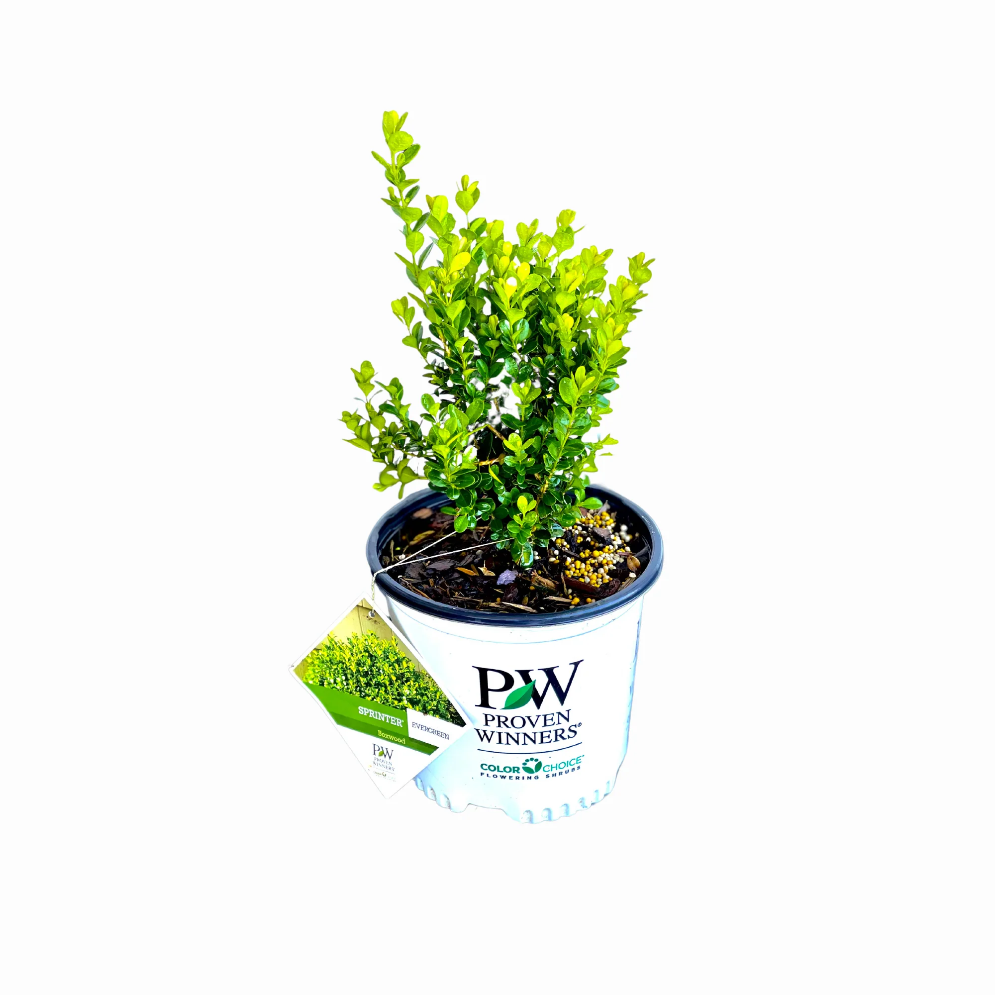 Proven Winners Sprinter Boxwood - Image 2