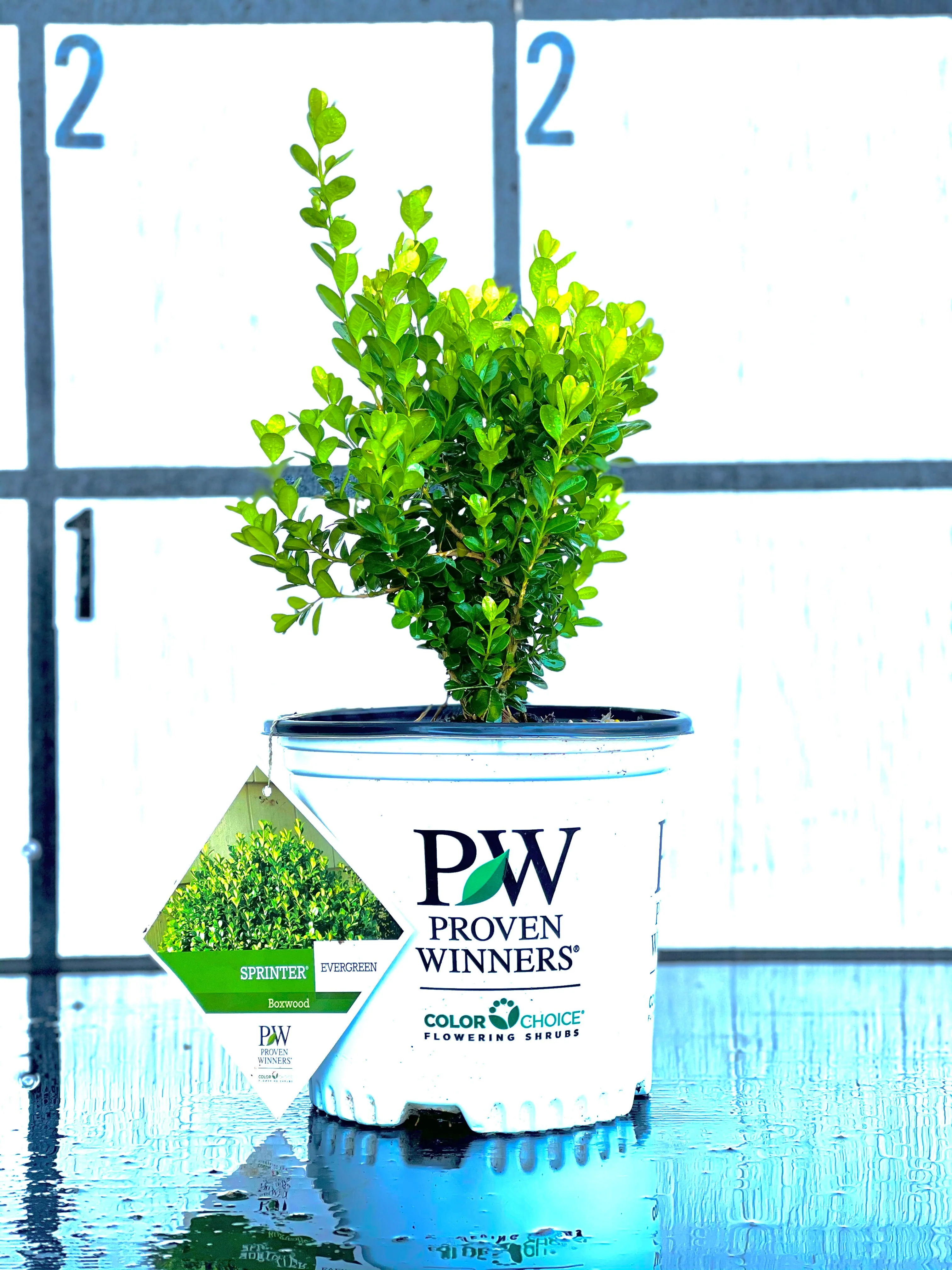 Proven Winners Sprinter Boxwood - Image 3