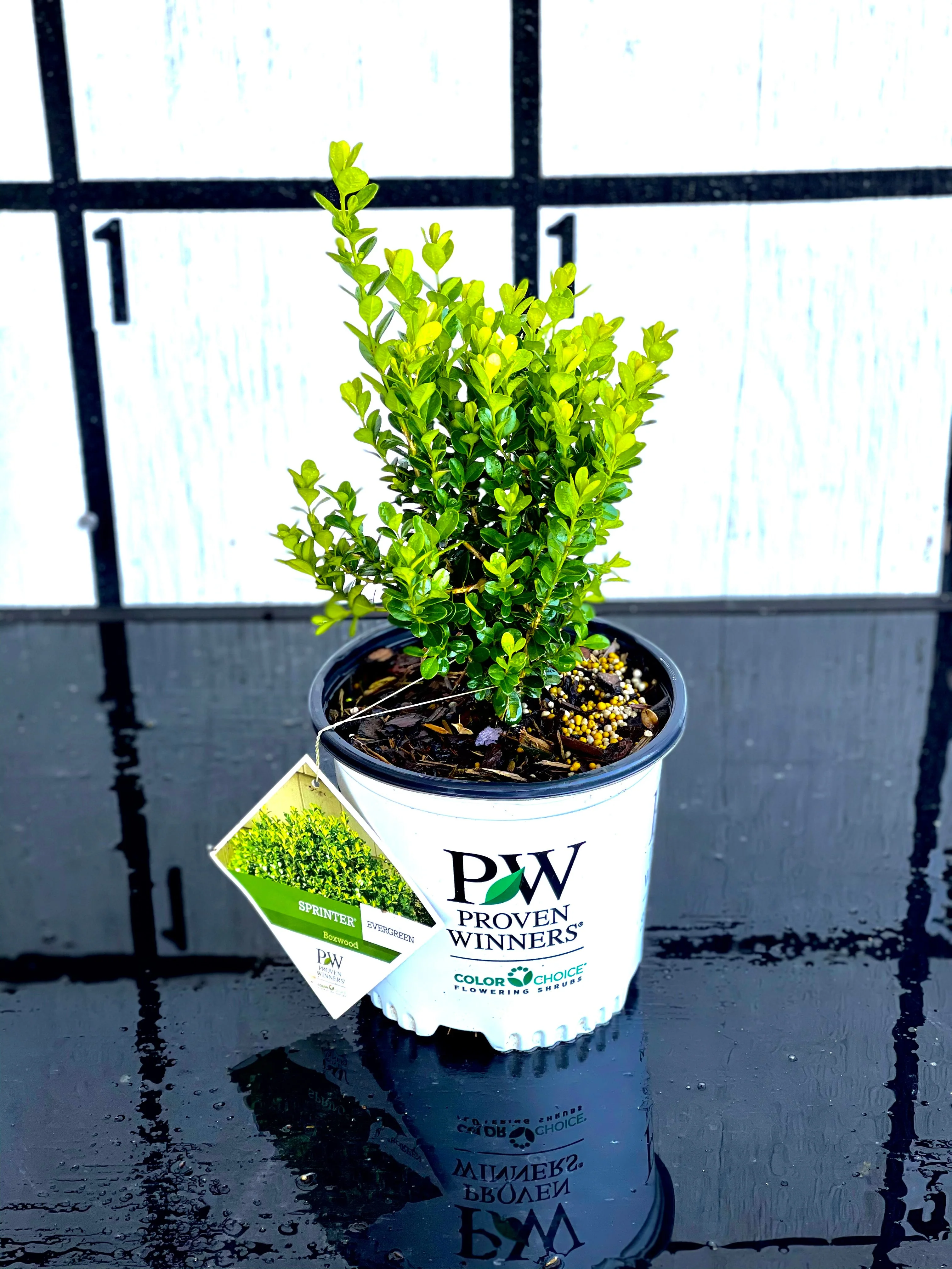 Proven Winners Sprinter Boxwood - Image 4