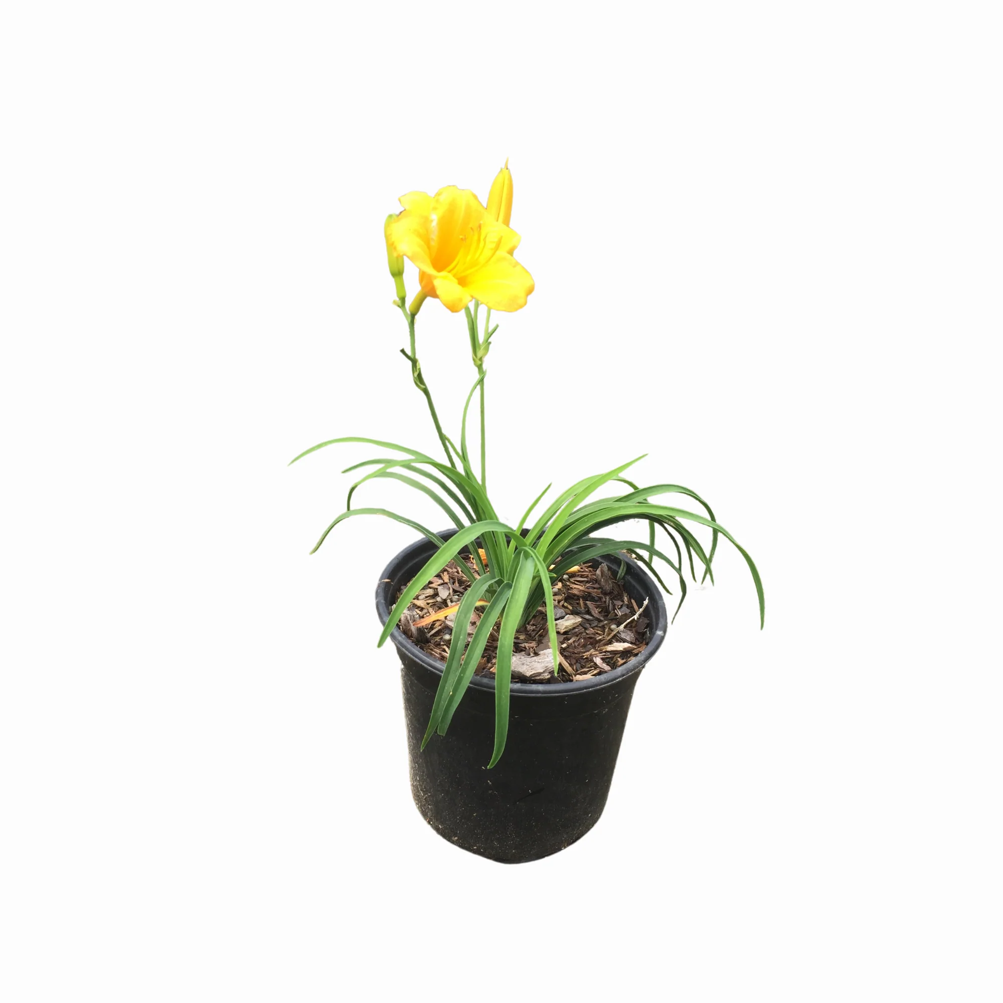 Stella De Oro Daylily - Image 2