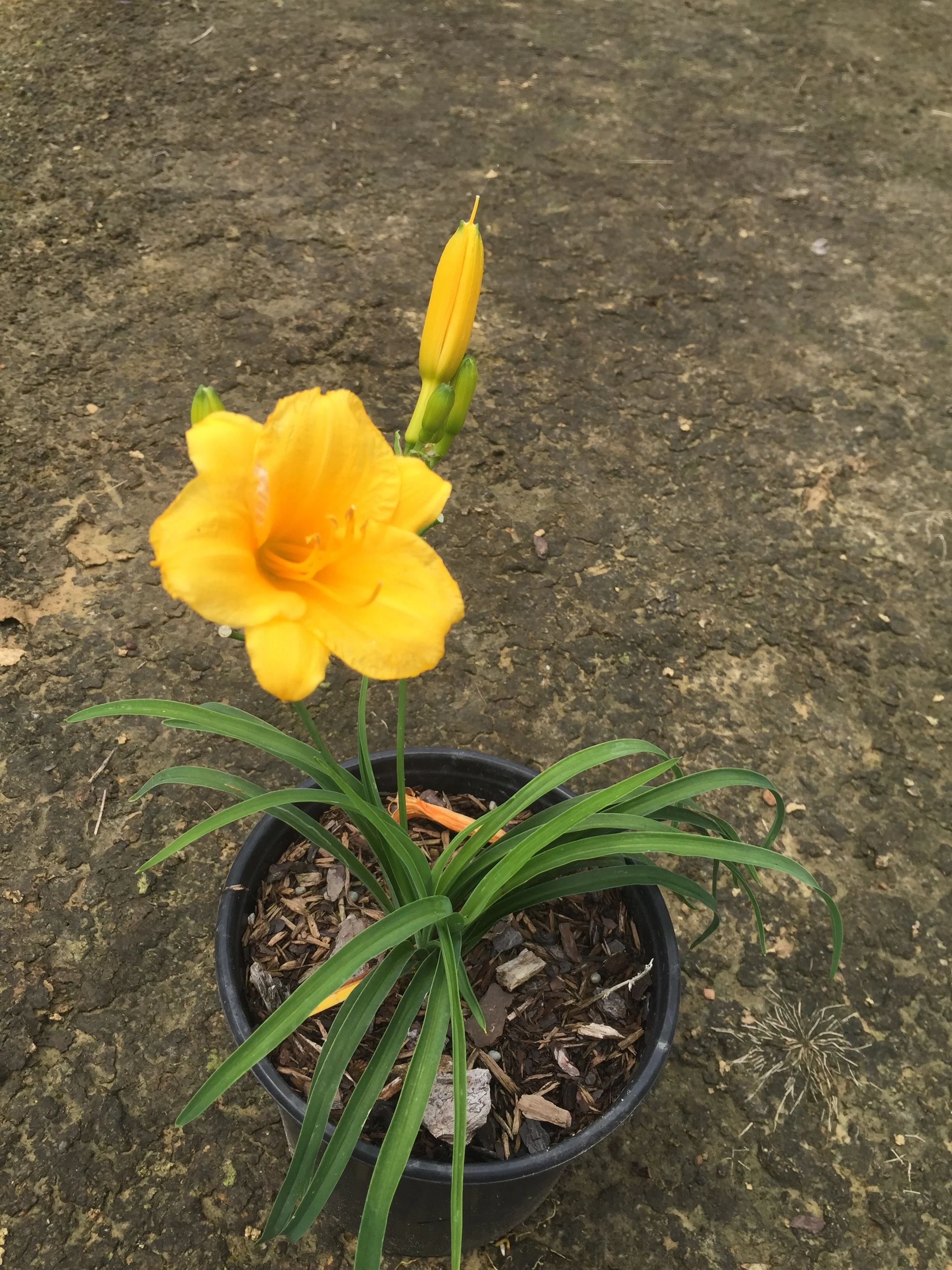 Stella De Oro Daylily - Image 3
