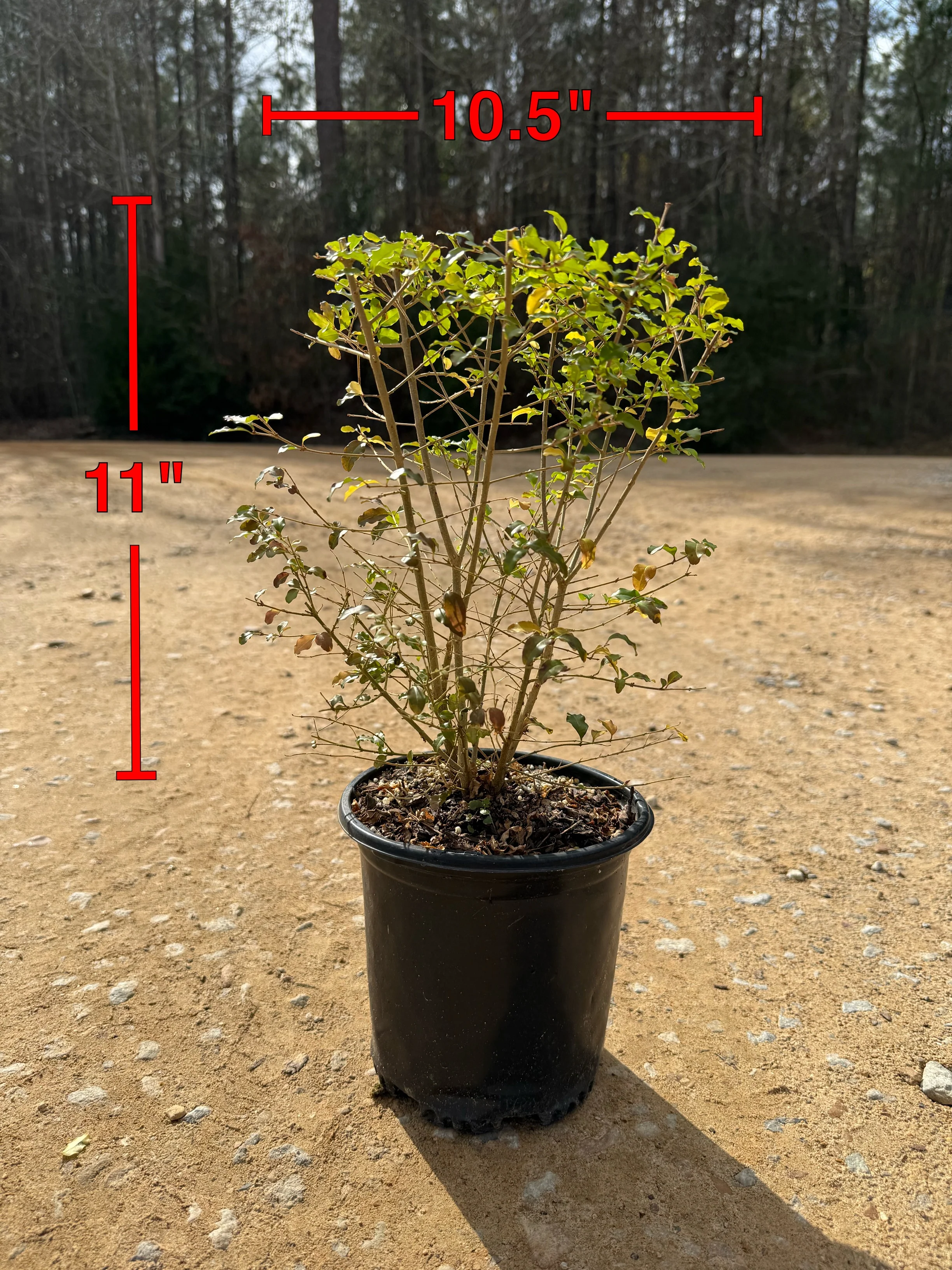 Sunshine Ligustrum™ - Image 10