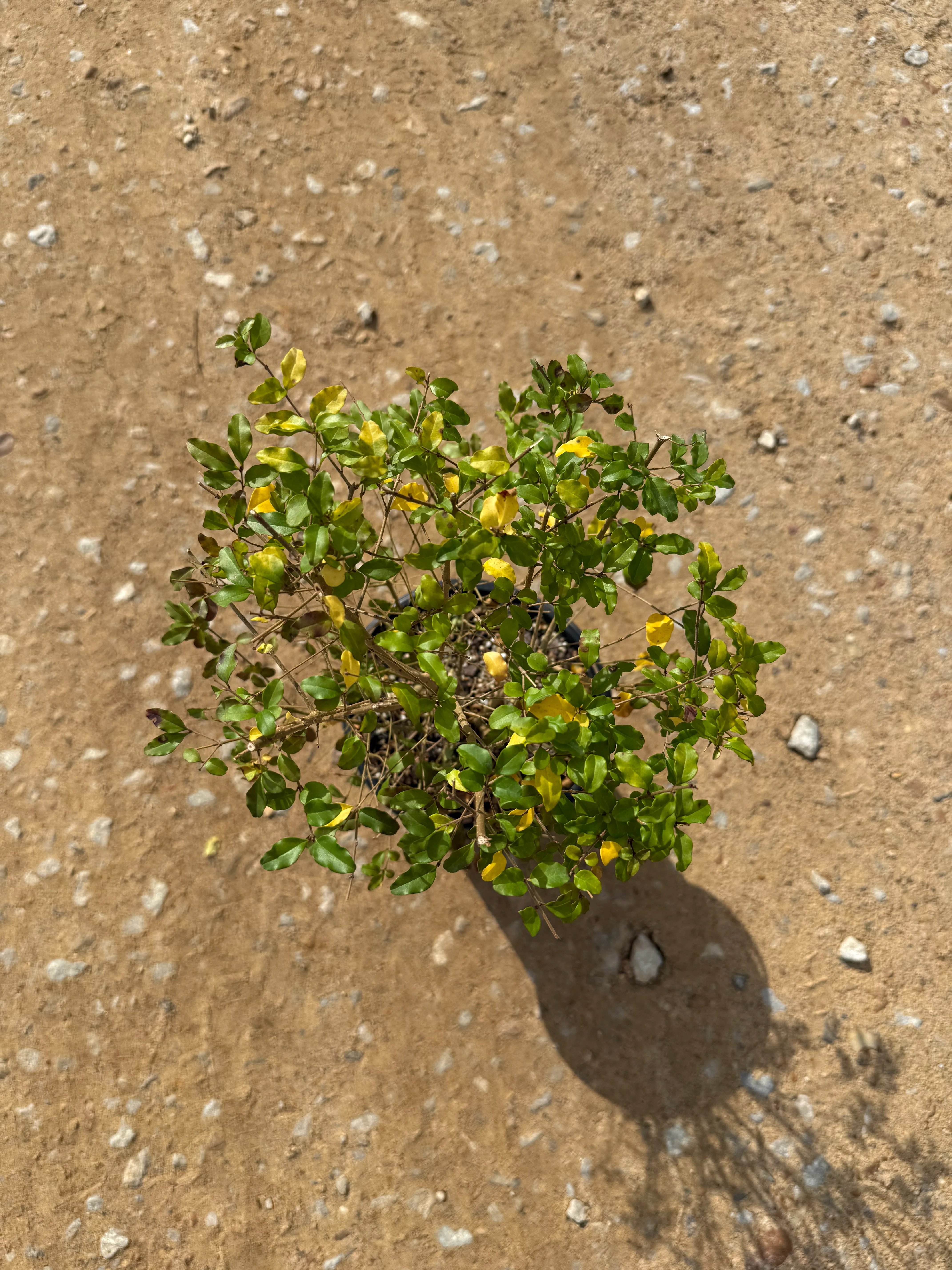Sunshine Ligustrum™ - Image 11