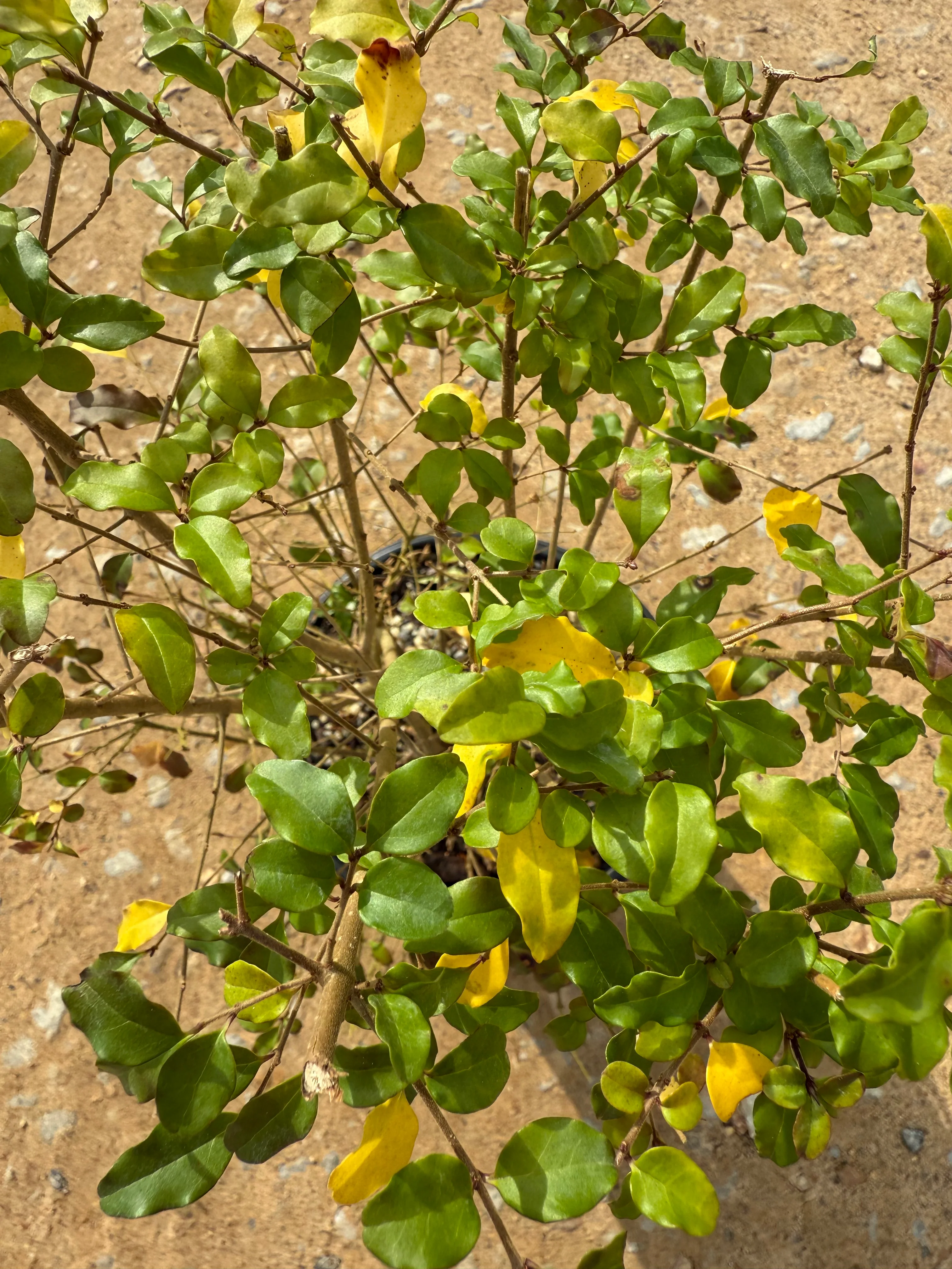 Sunshine Ligustrum™ - Image 12