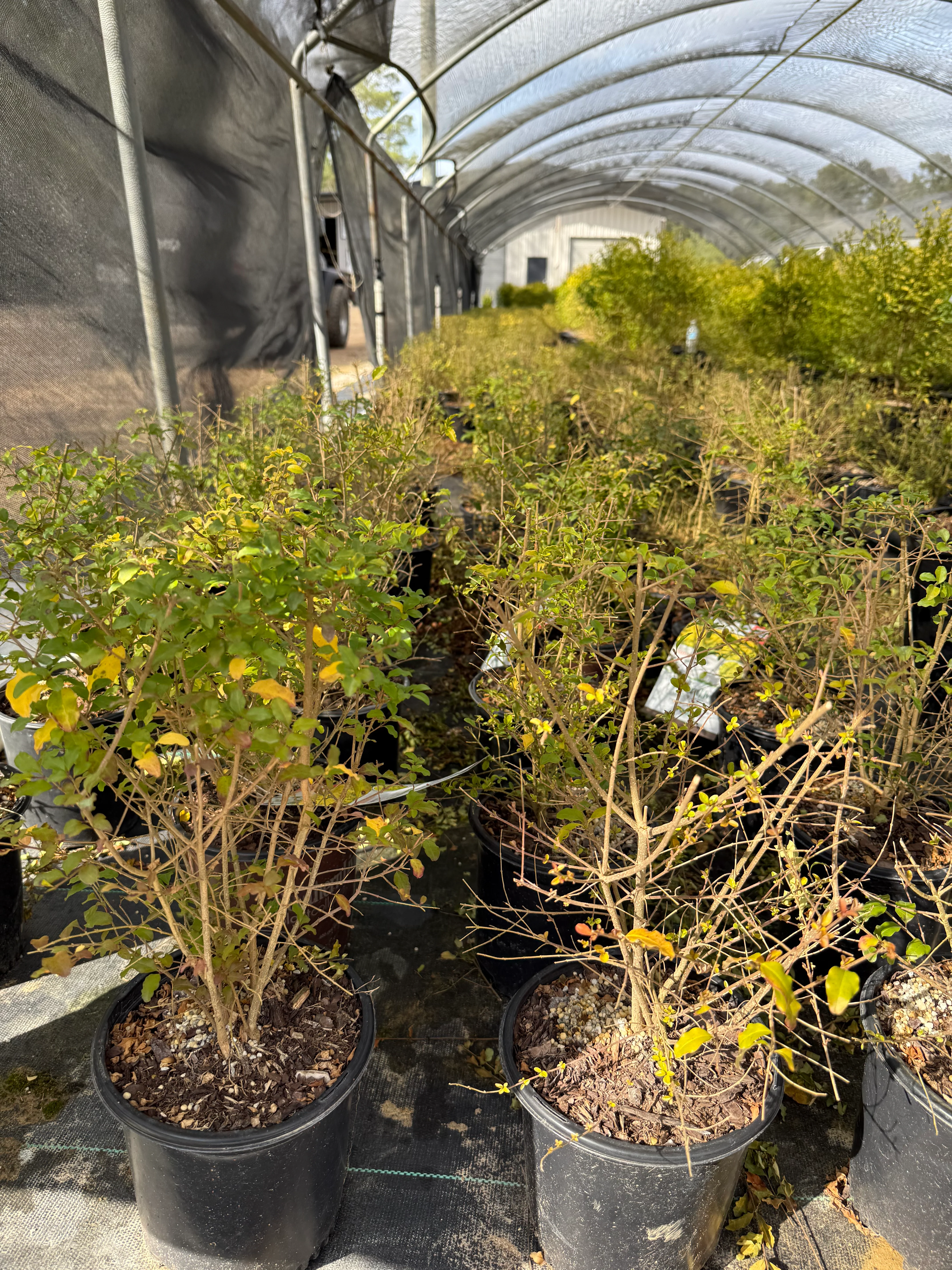 Sunshine Ligustrum™ - Image 13