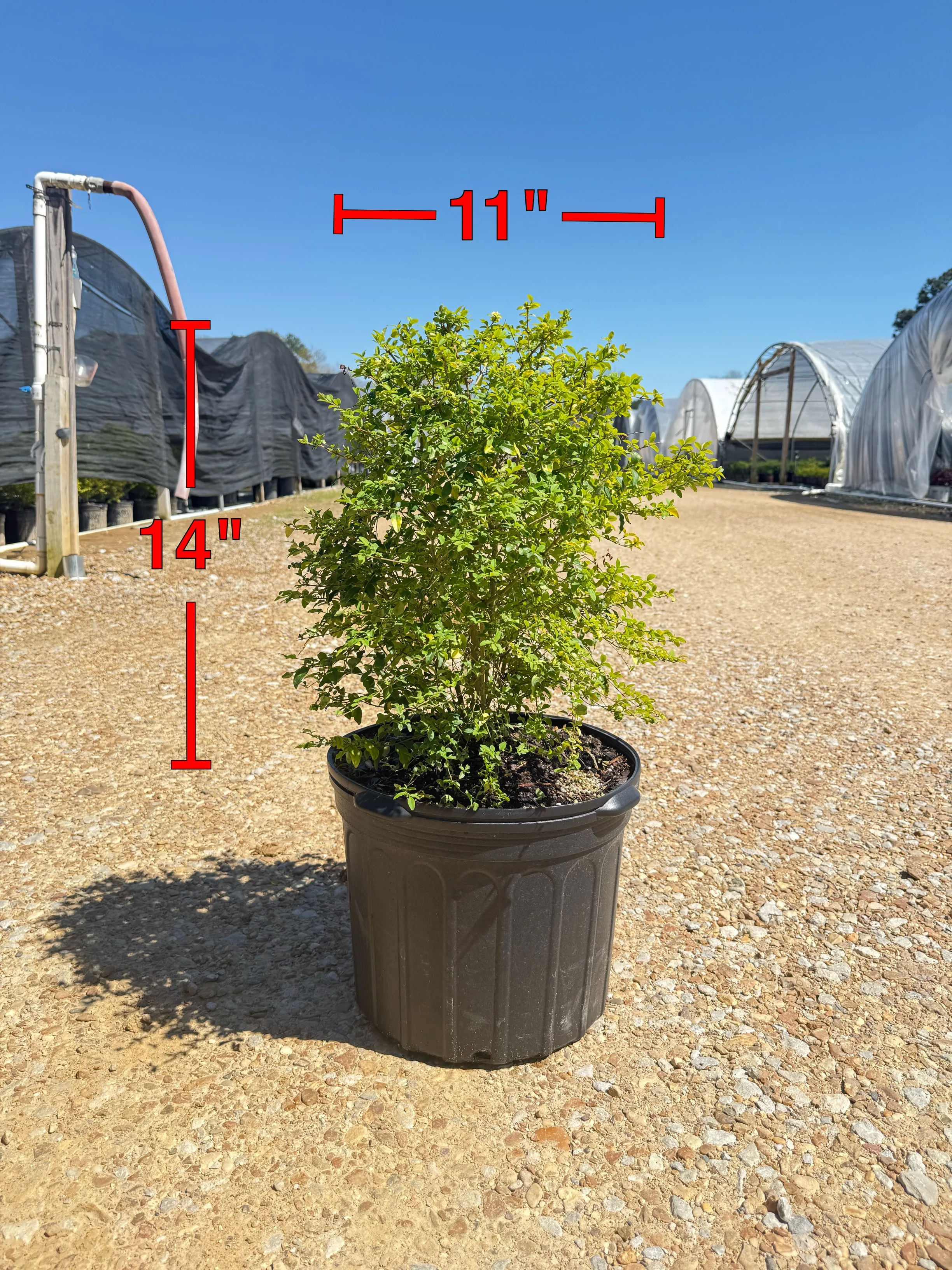 Sunshine Ligustrum™ - Image 14