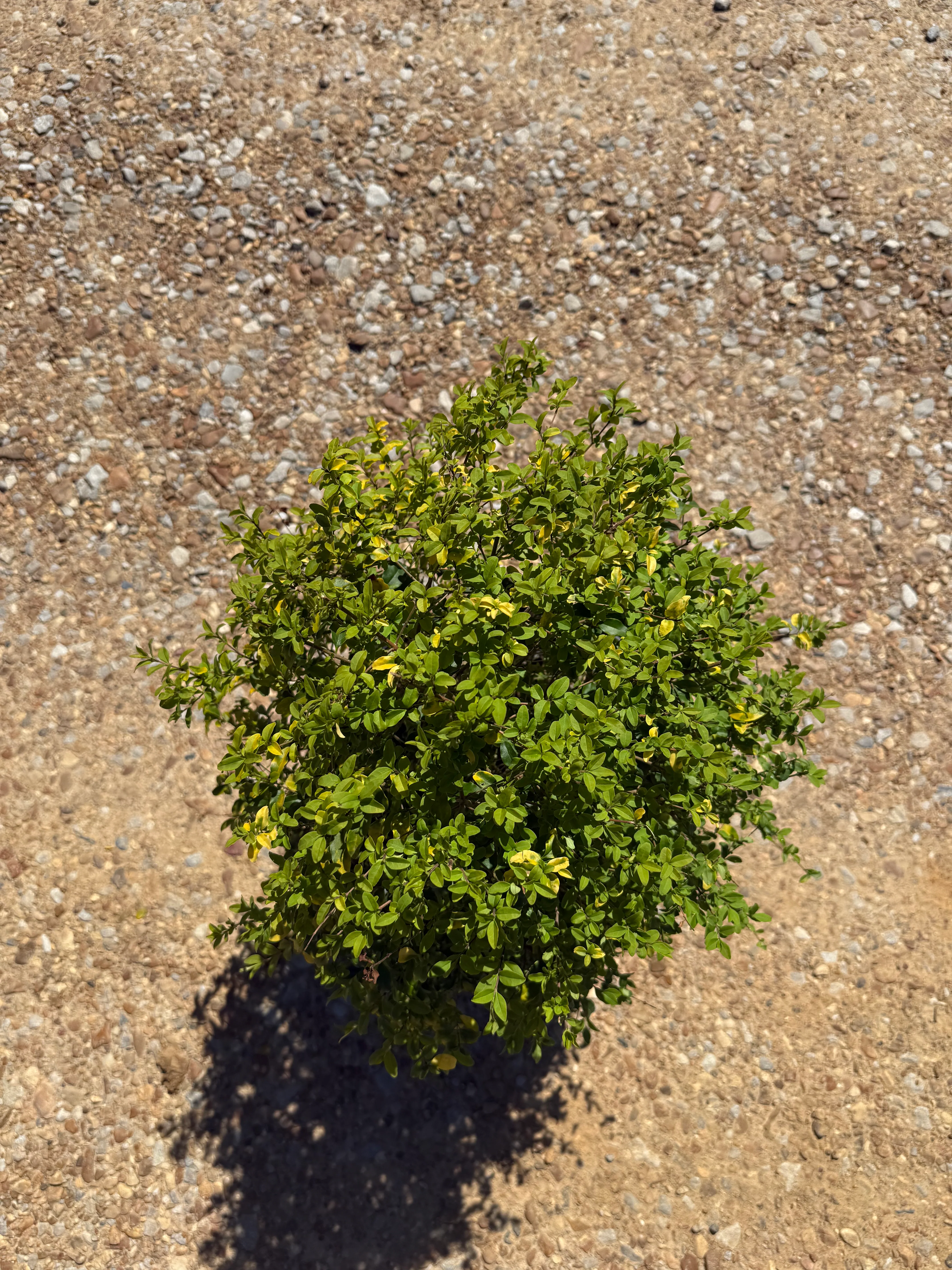Sunshine Ligustrum™ - Image 15