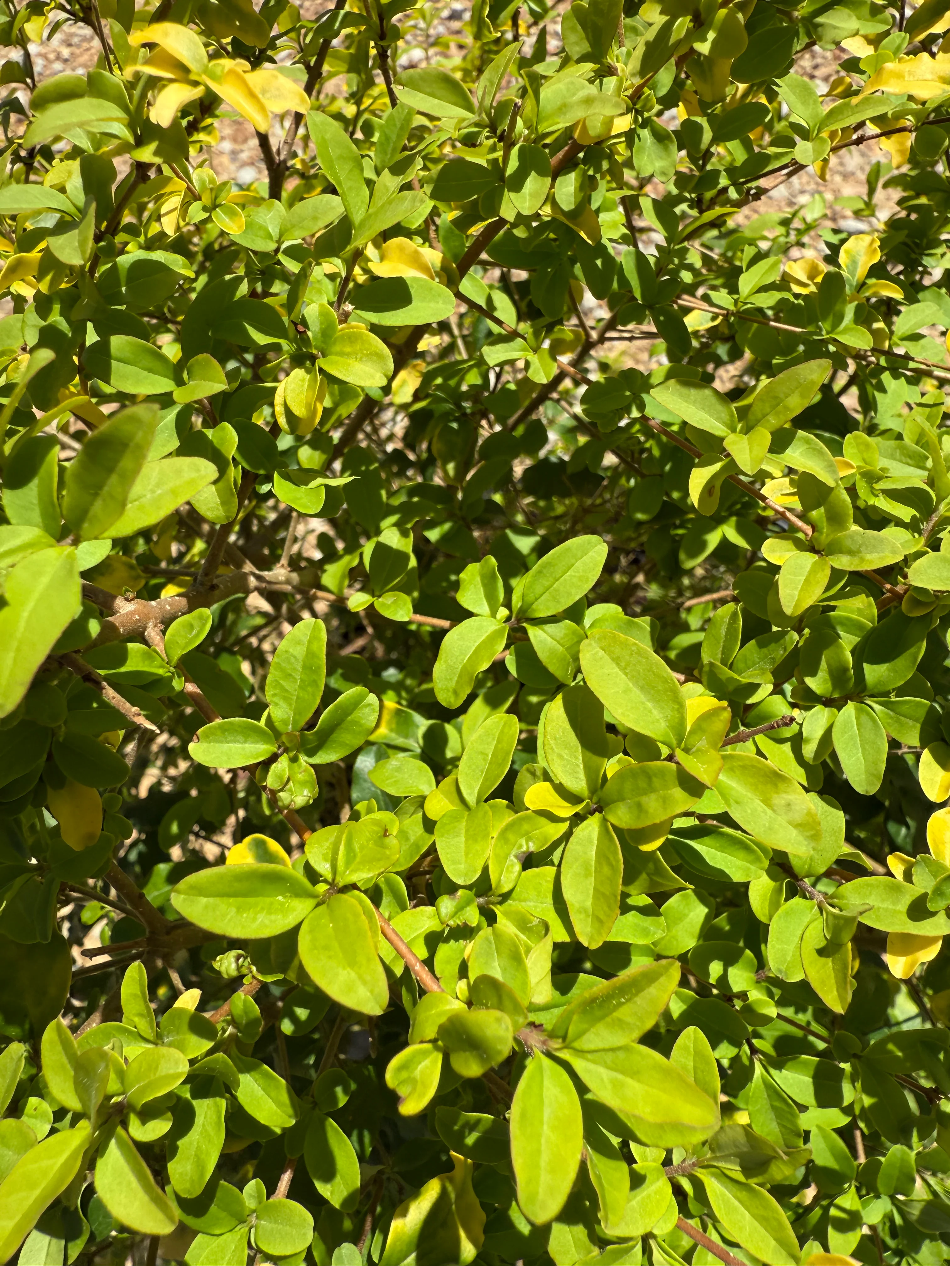 Sunshine Ligustrum™ - Image 16