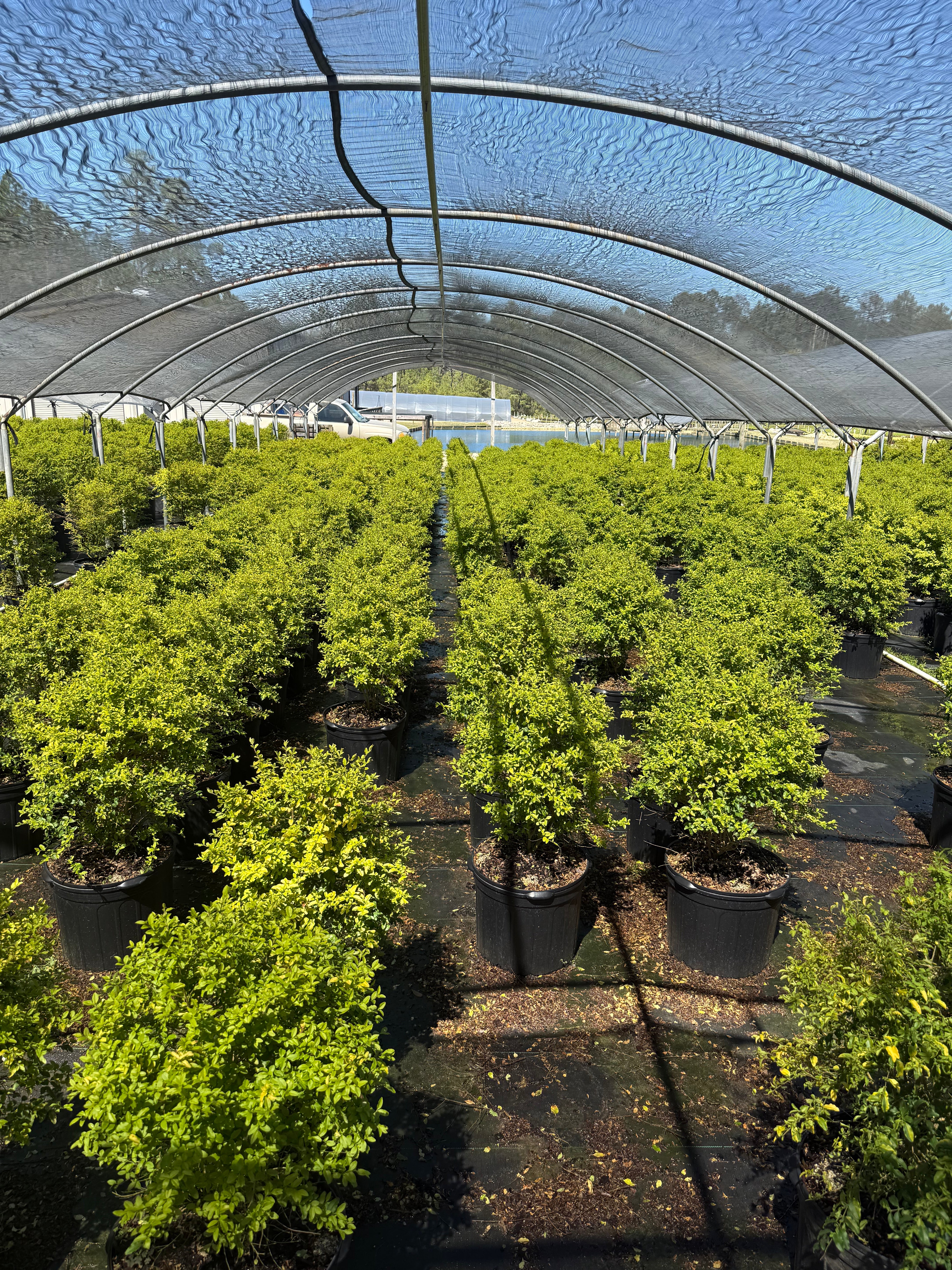 Sunshine Ligustrum™ - Image 17