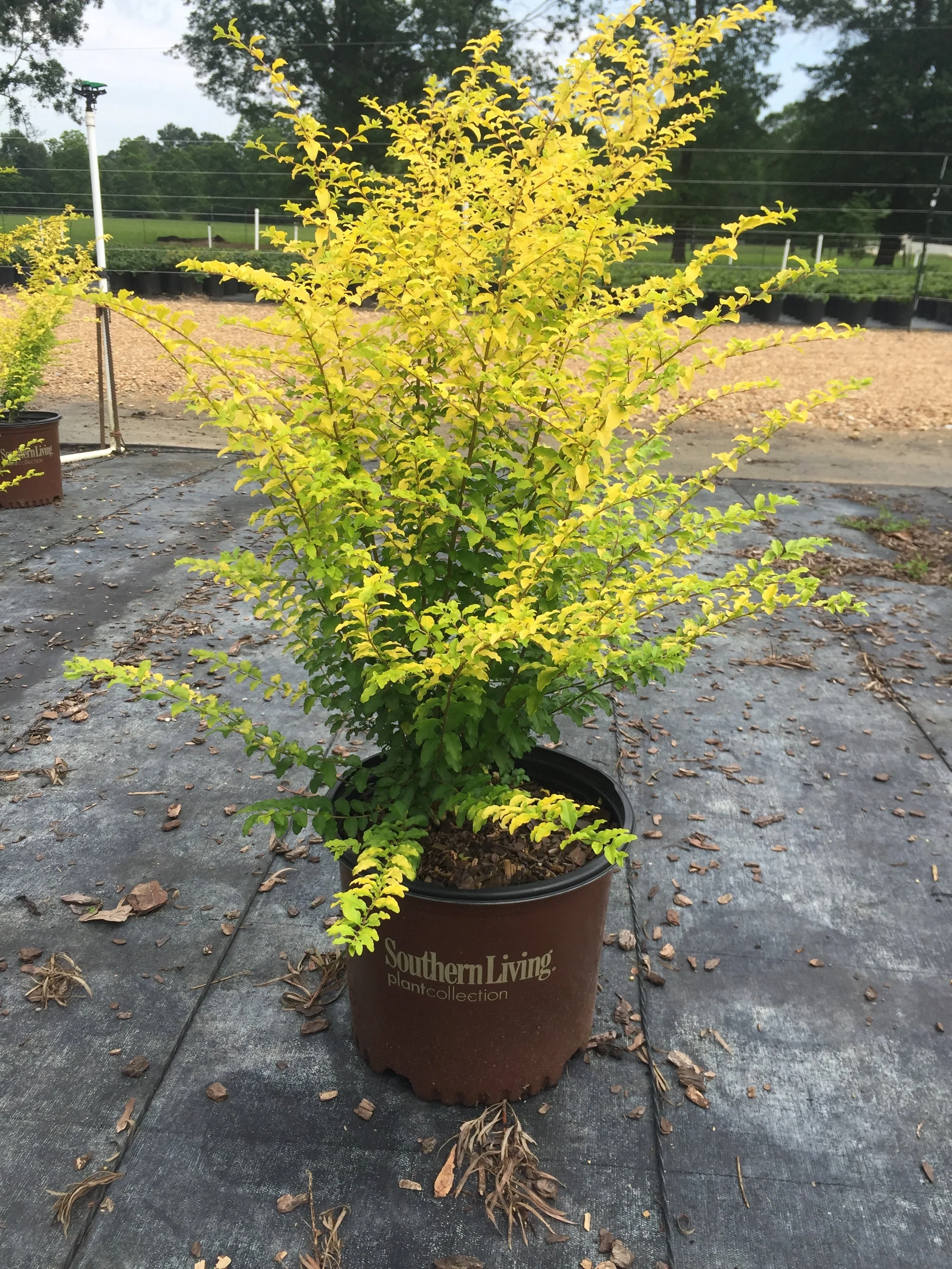 Sunshine Ligustrum™ - Image 3