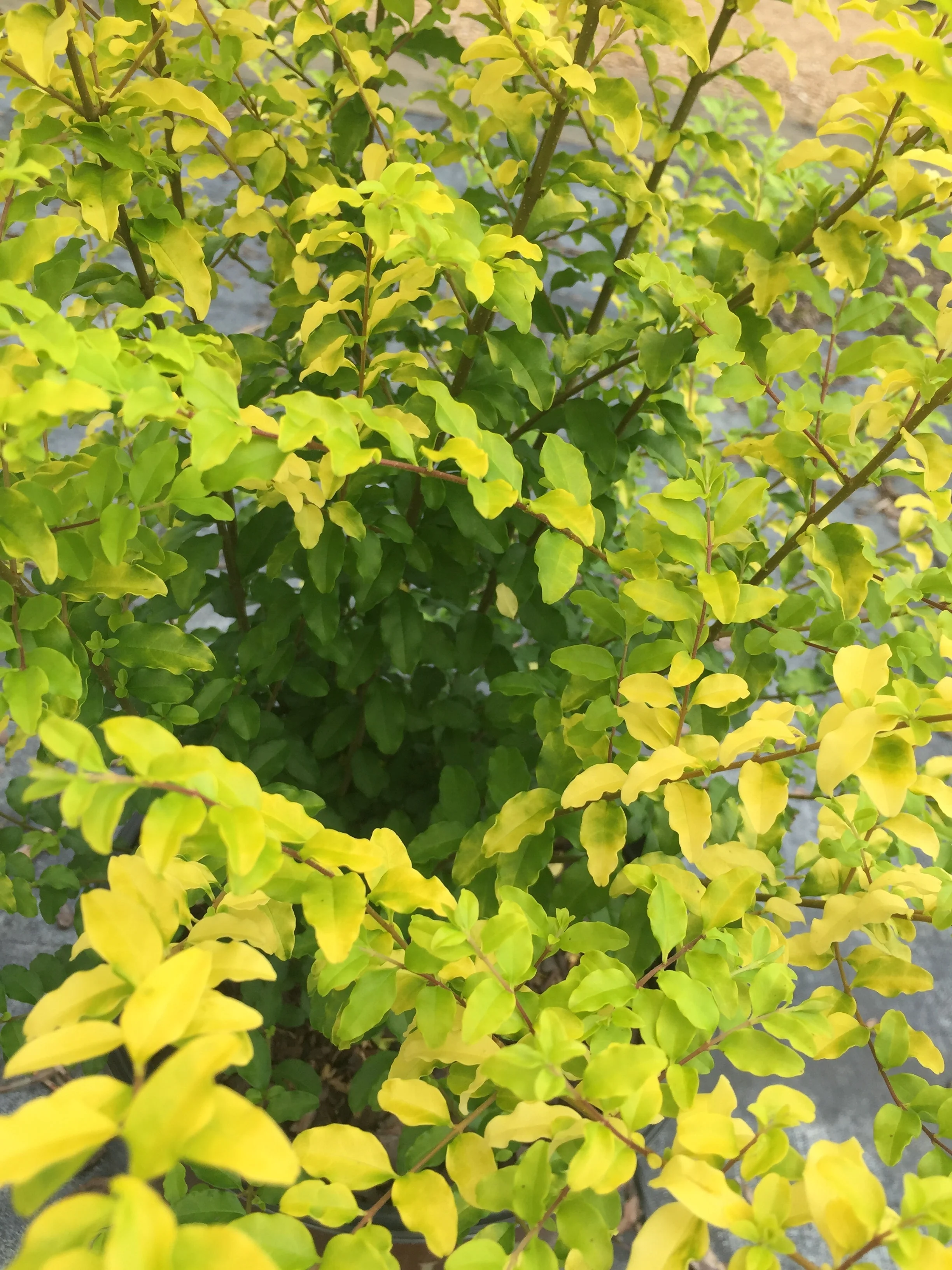 Sunshine Ligustrum™ - Image 4