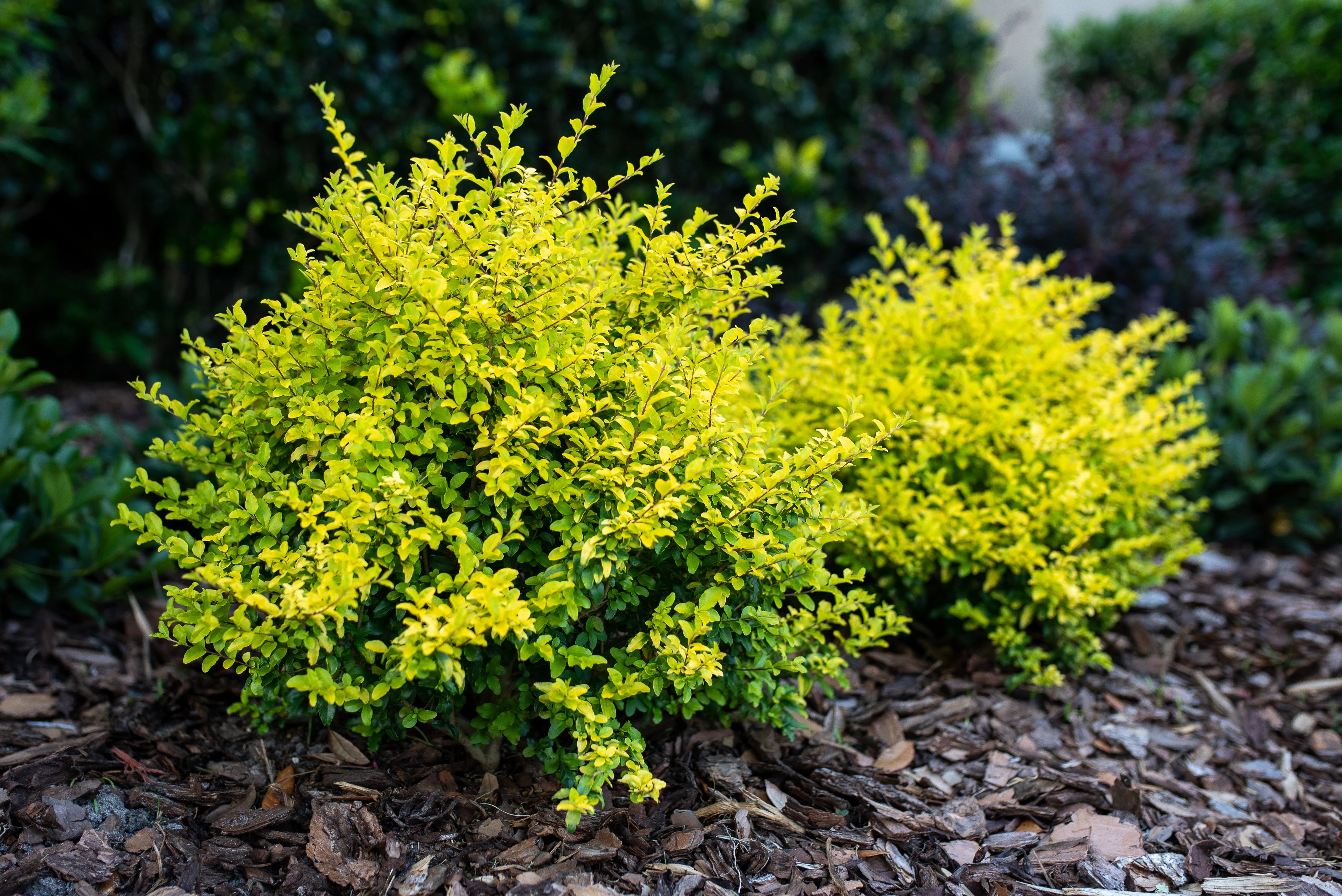 Sunshine Ligustrum™ - Image 5