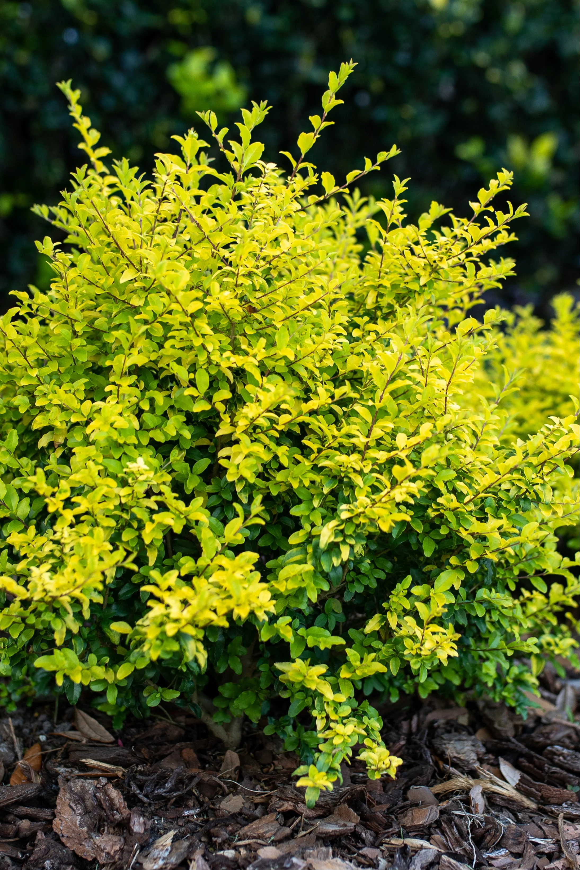 Sunshine Ligustrum™ - Image 6