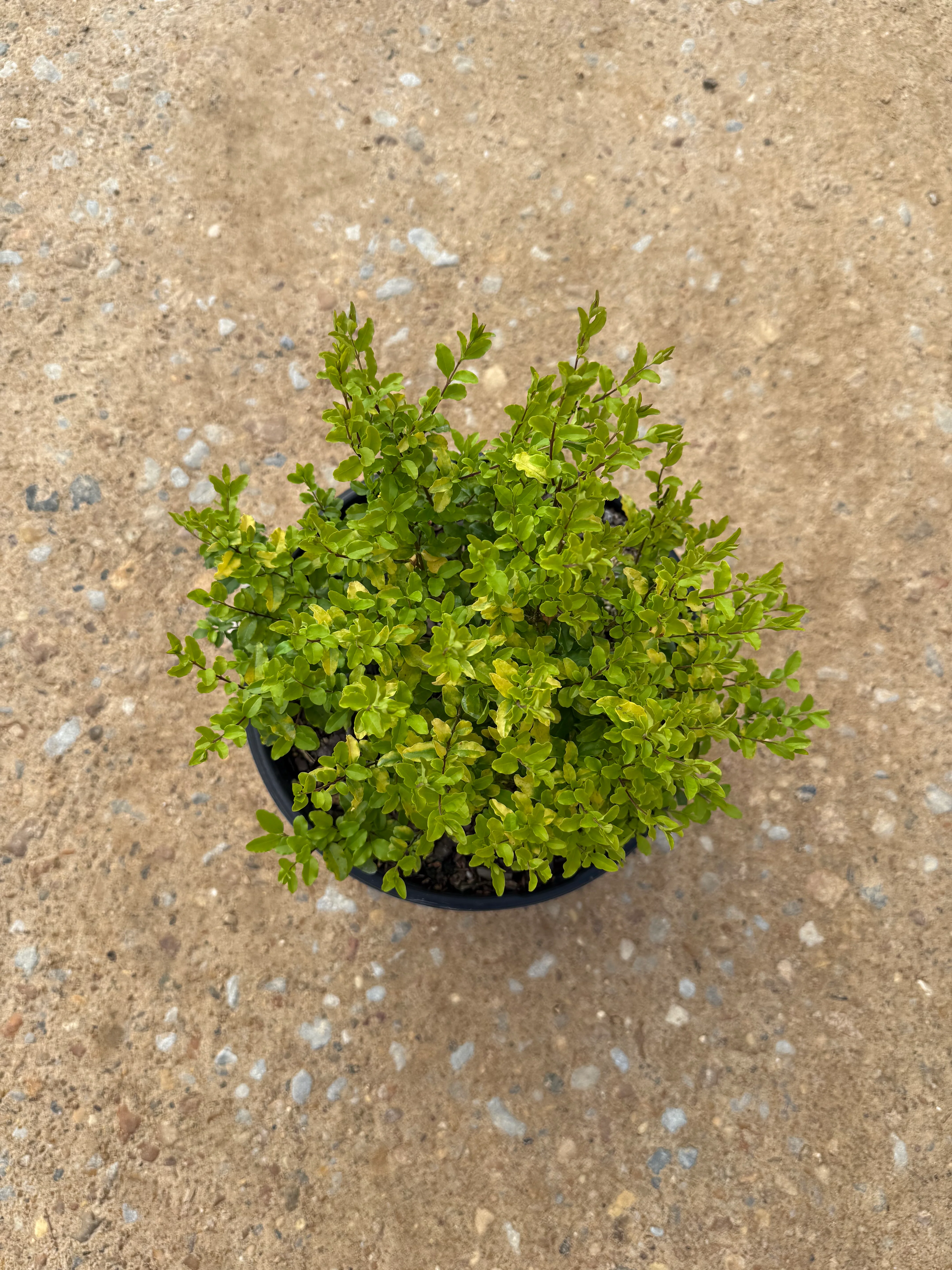 Sunshine Ligustrum™ - Image 7